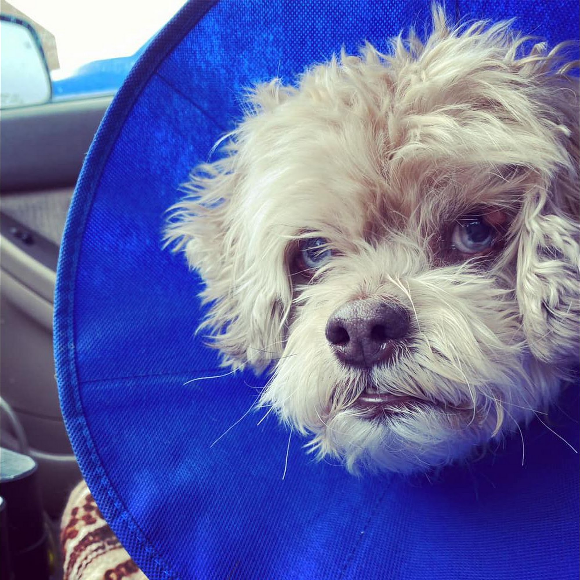 Salazar Road Veterinary Clinic Taos