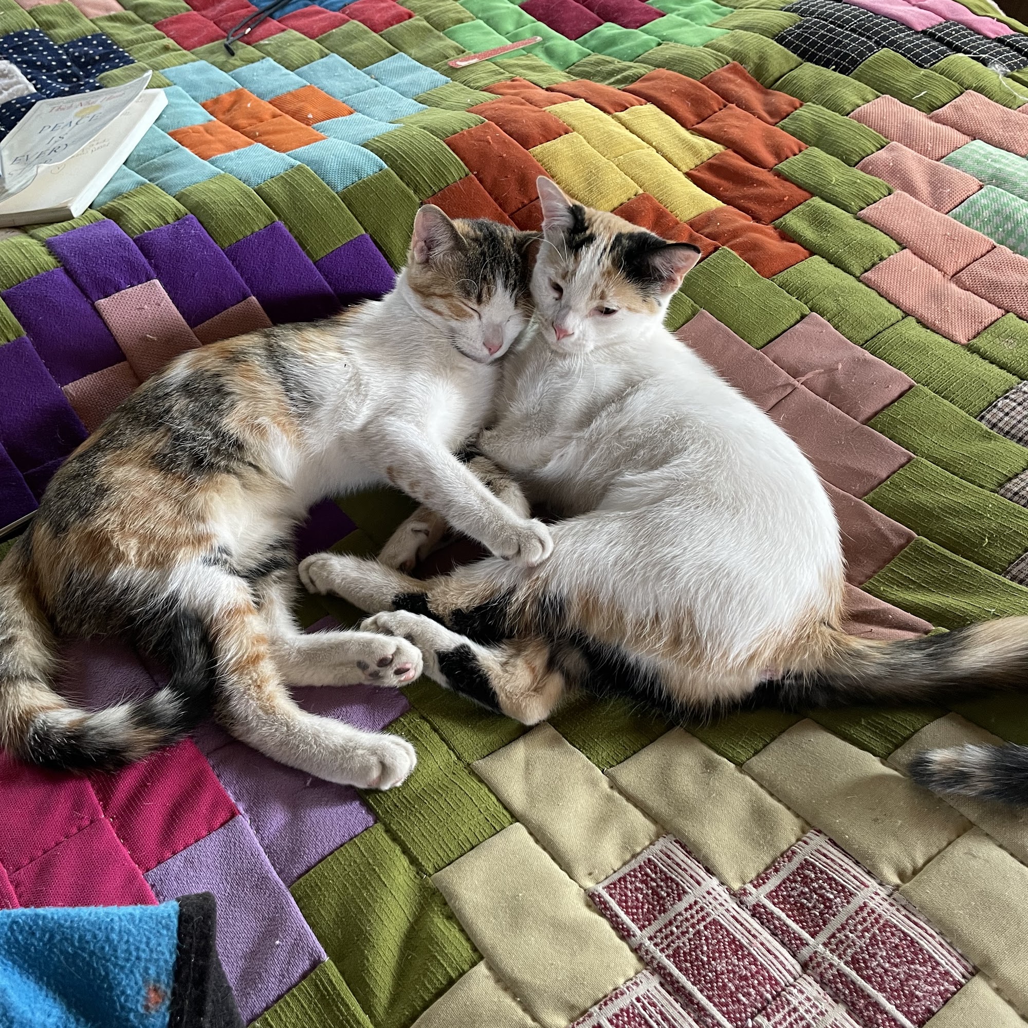 Taos Veterinary Clinic PC Taos