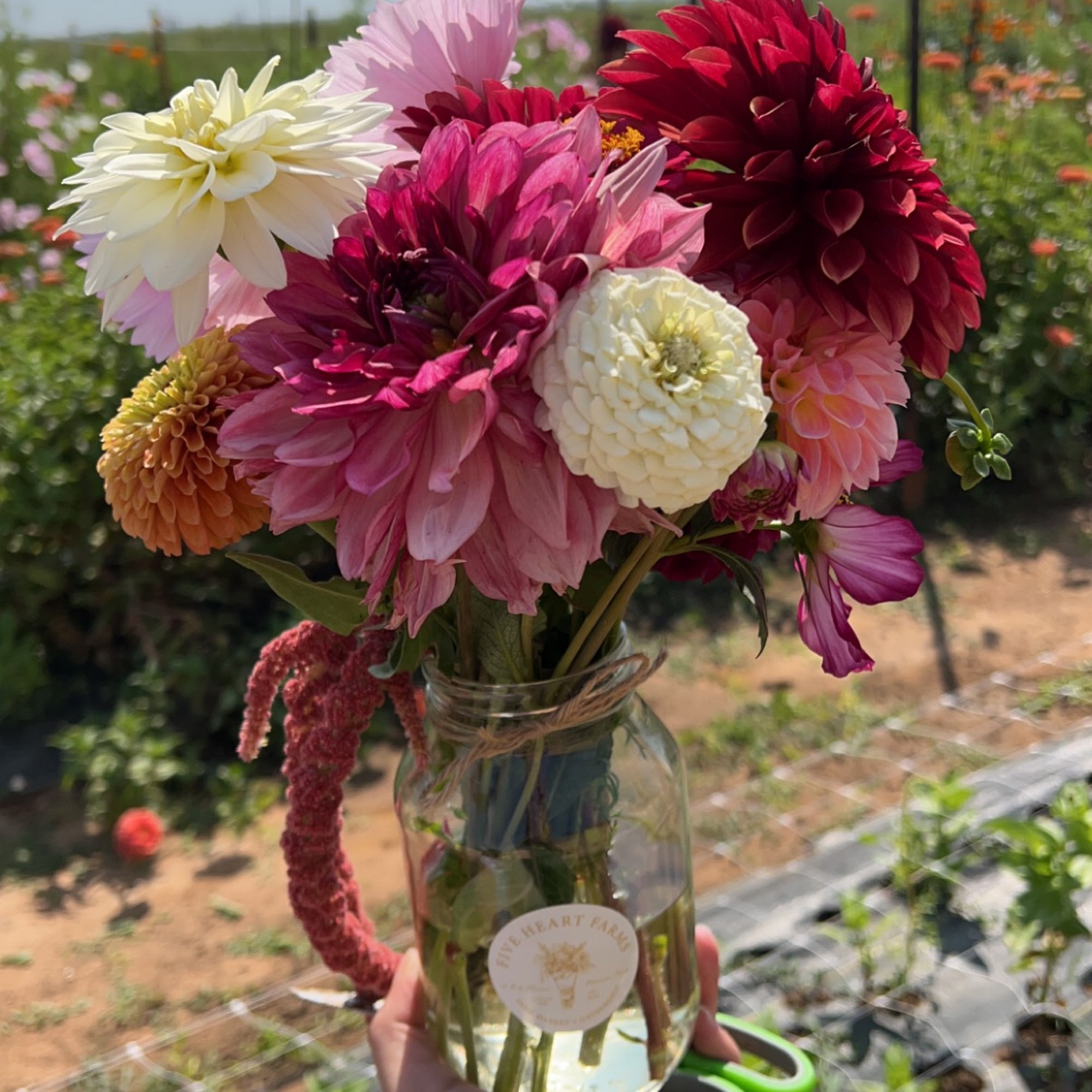 Five Heart Farms Texico