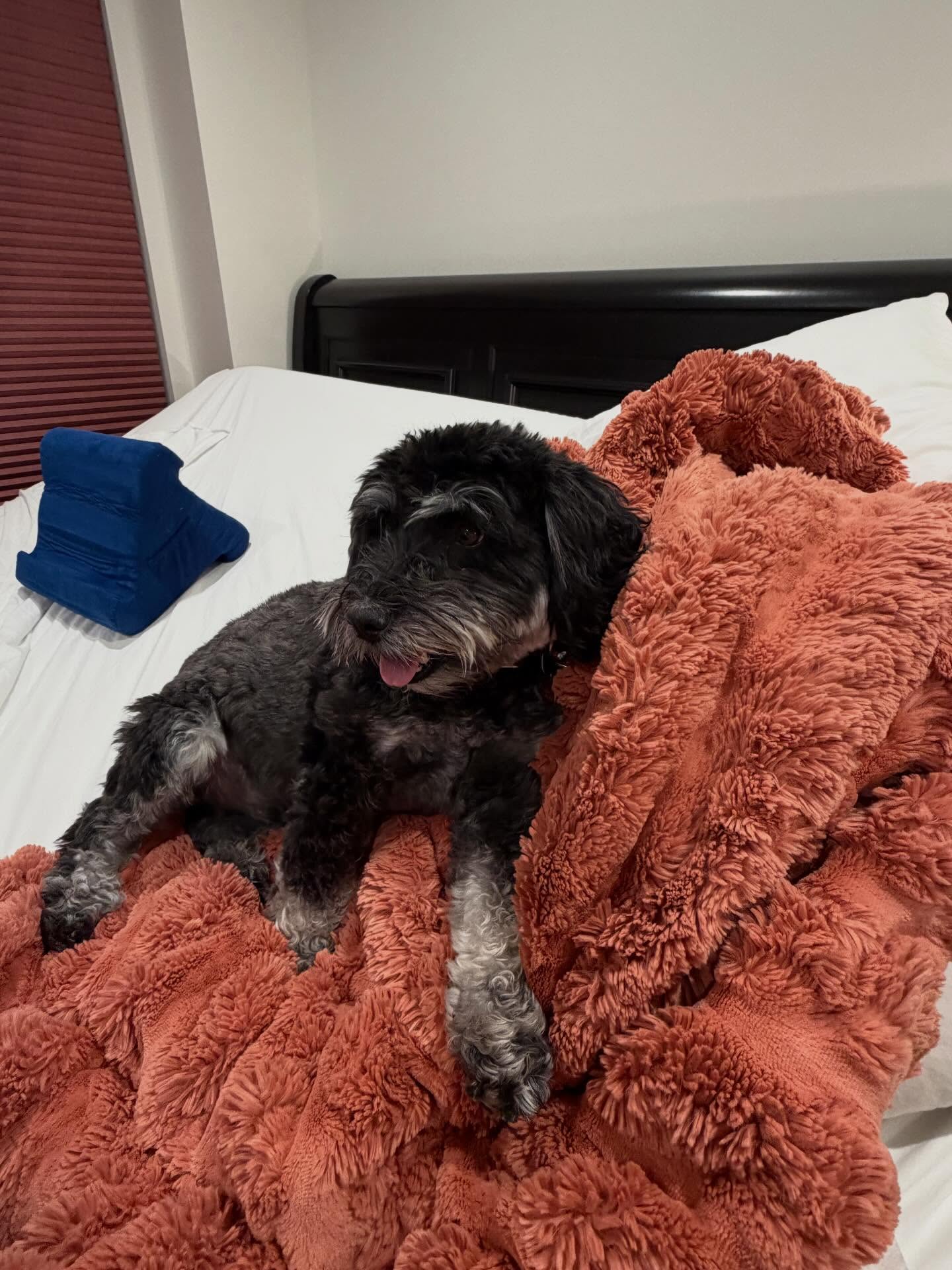 Arenas Valley Animal Clinic of Sierra County Truth or Consequences