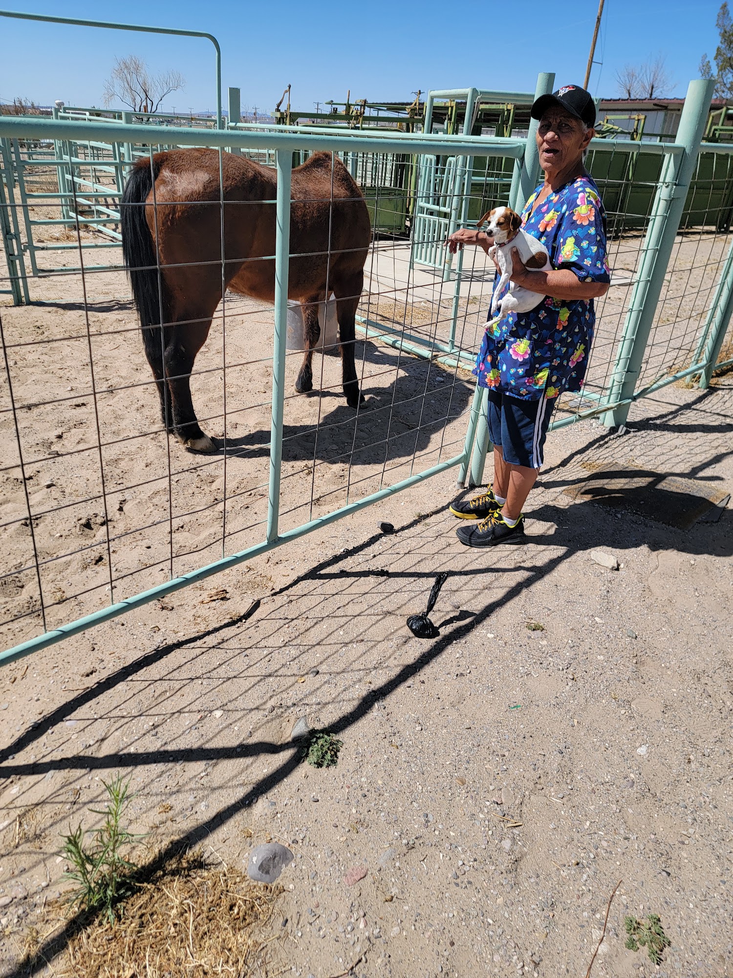 Arenas Valley Animal Clinic of Sierra County Truth or Consequences