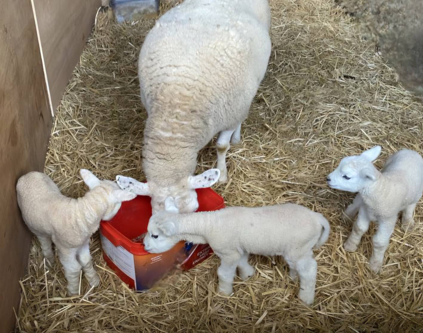 Lingwood Care Farm