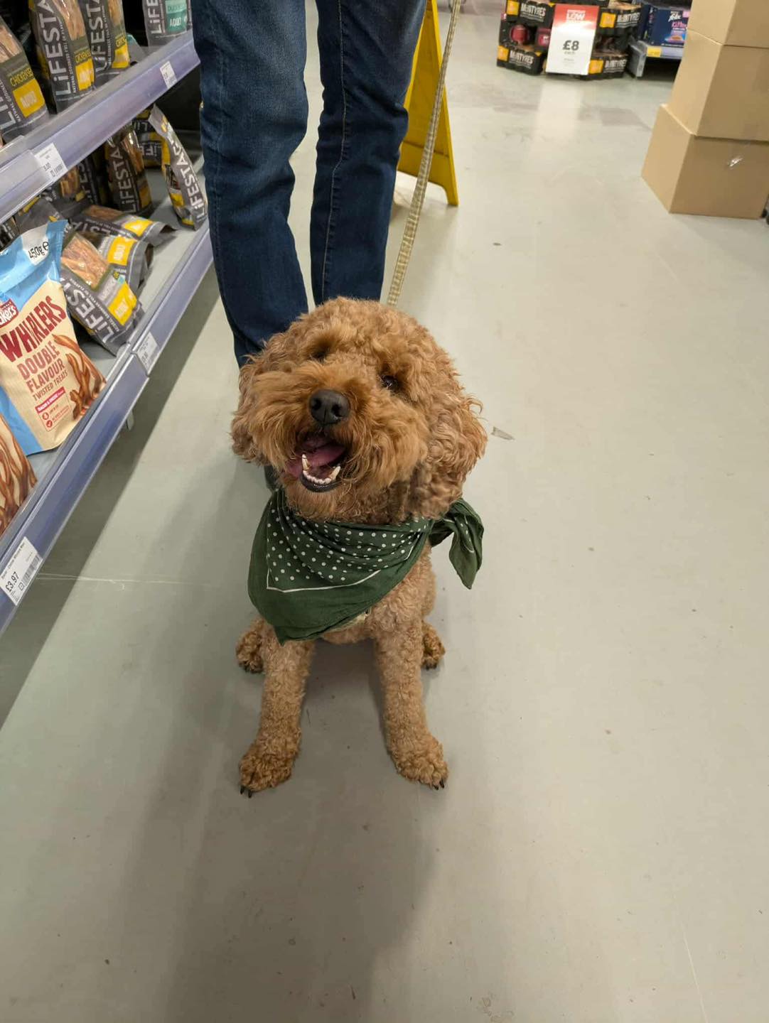 Jollyes - The Pet People Selby