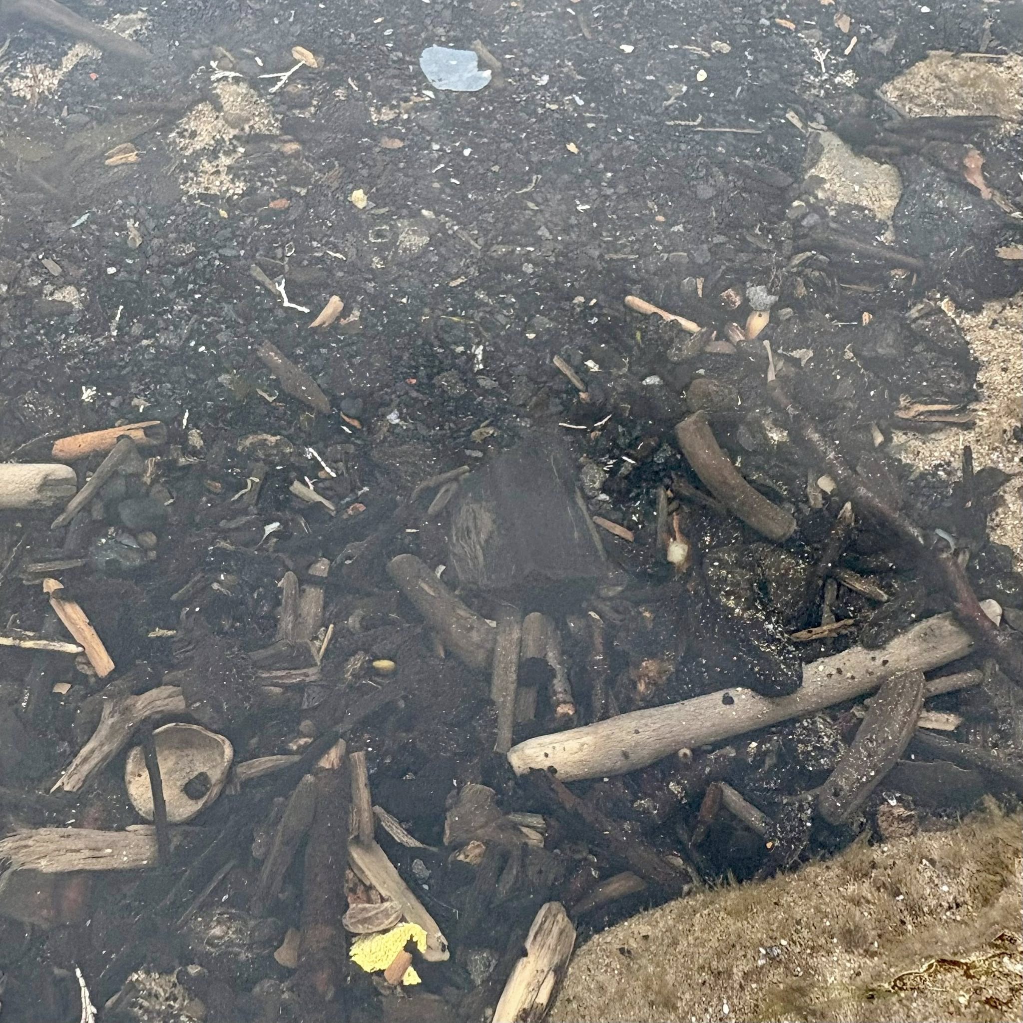 Whitby Jet Store