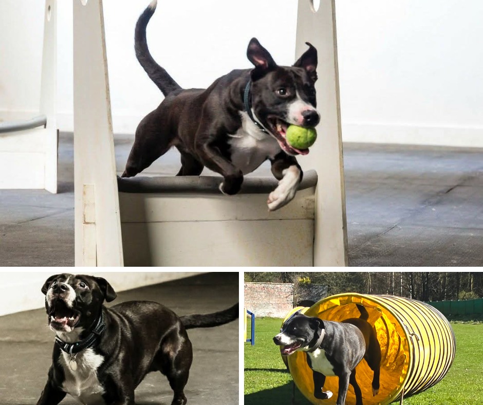 RSPCA