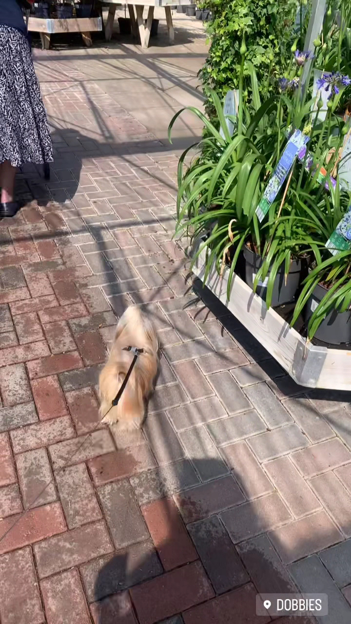 Dobbies Garden Centre Morpeth
