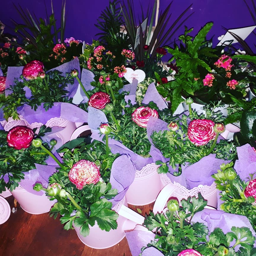 Floral Dreams