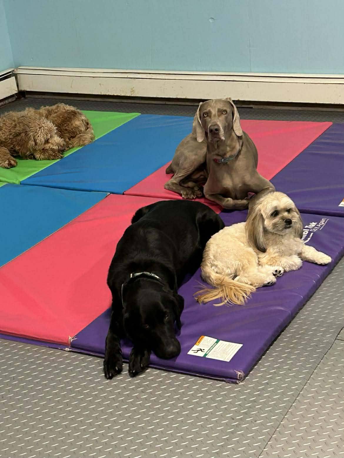 Wag Canine Recreation Centre Amherst