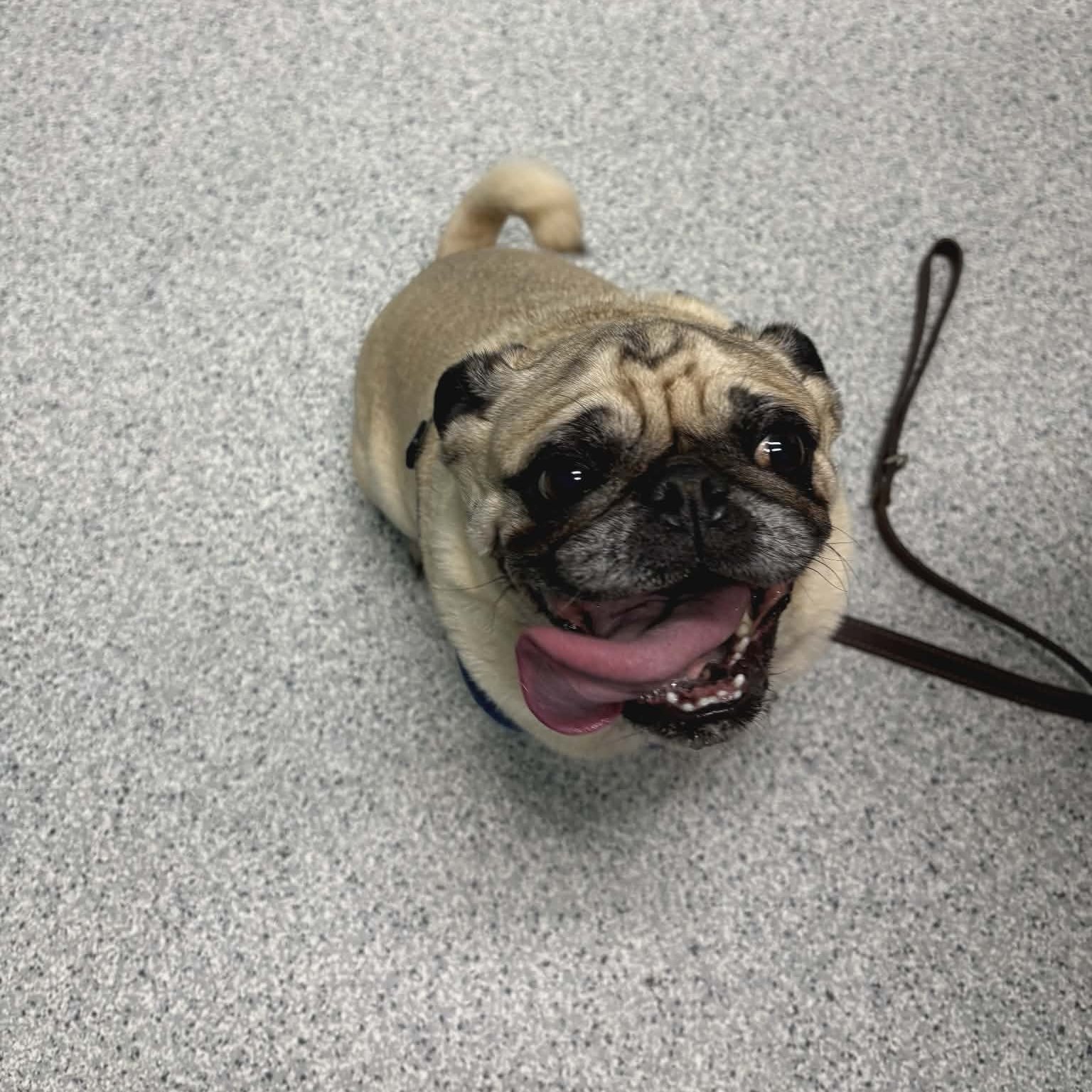 Amherst Veterinary Hospital Amherst