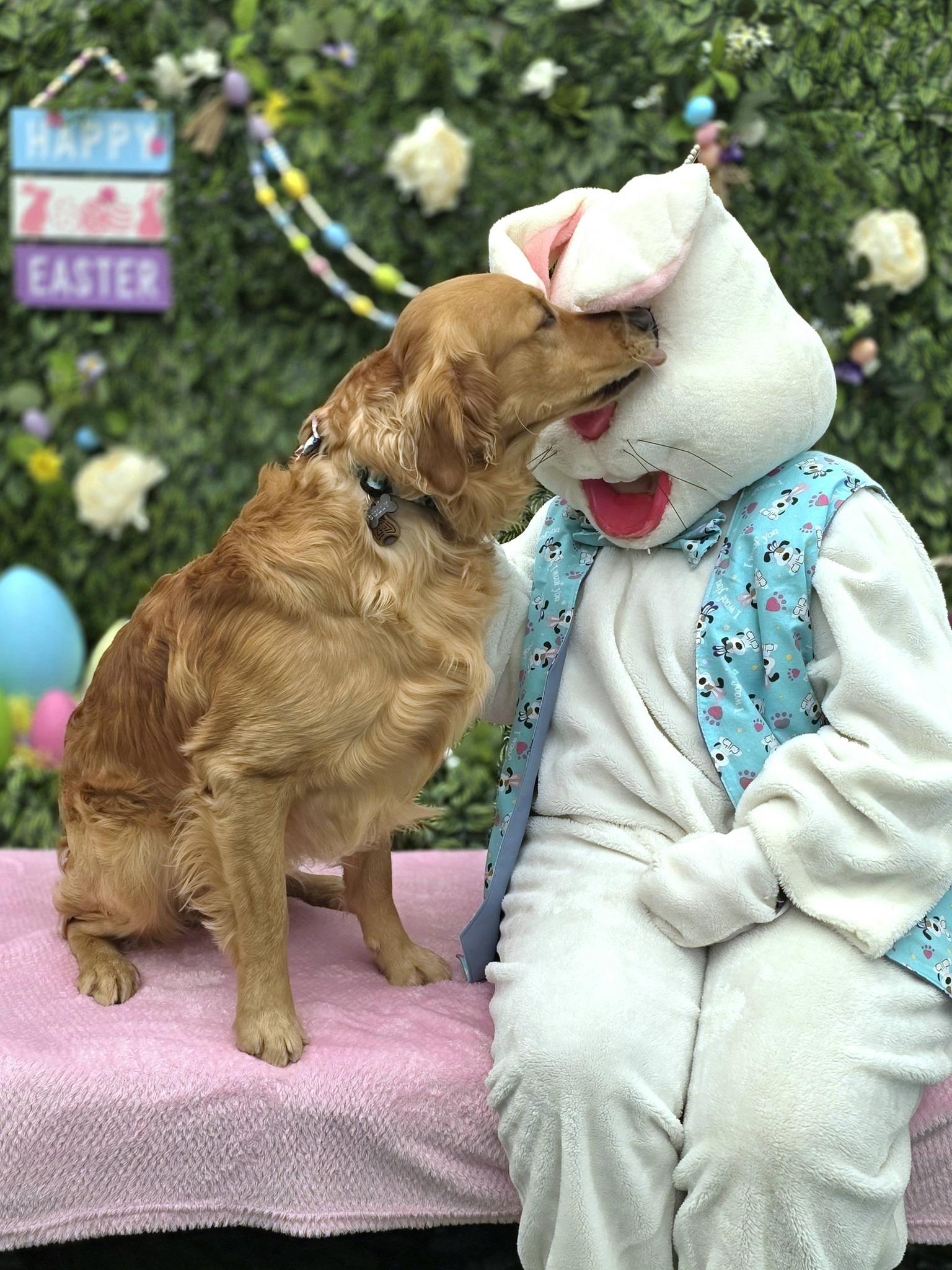 Park Your Paws Ltd. Amherst