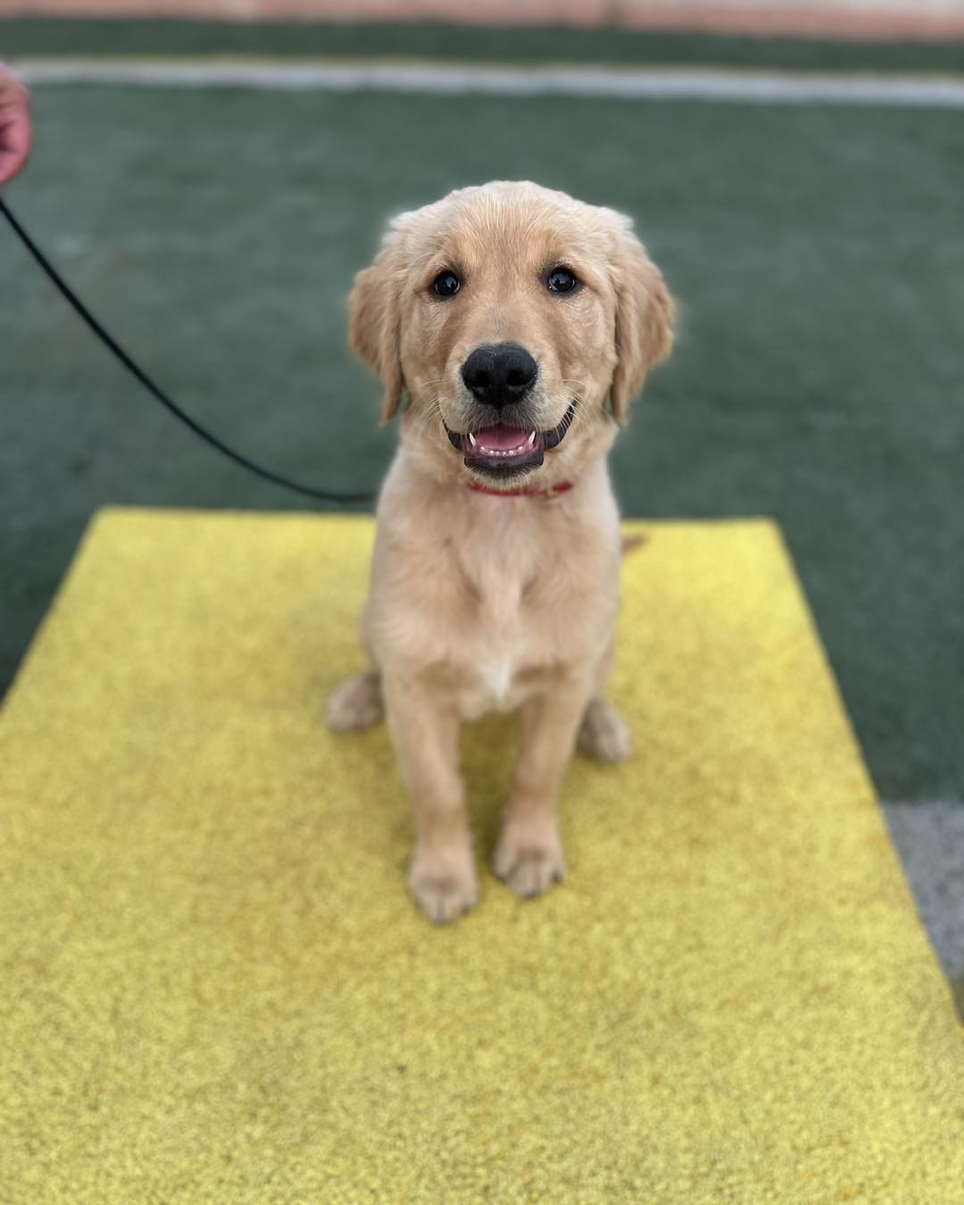 Park Your Paws Ltd. Amherst