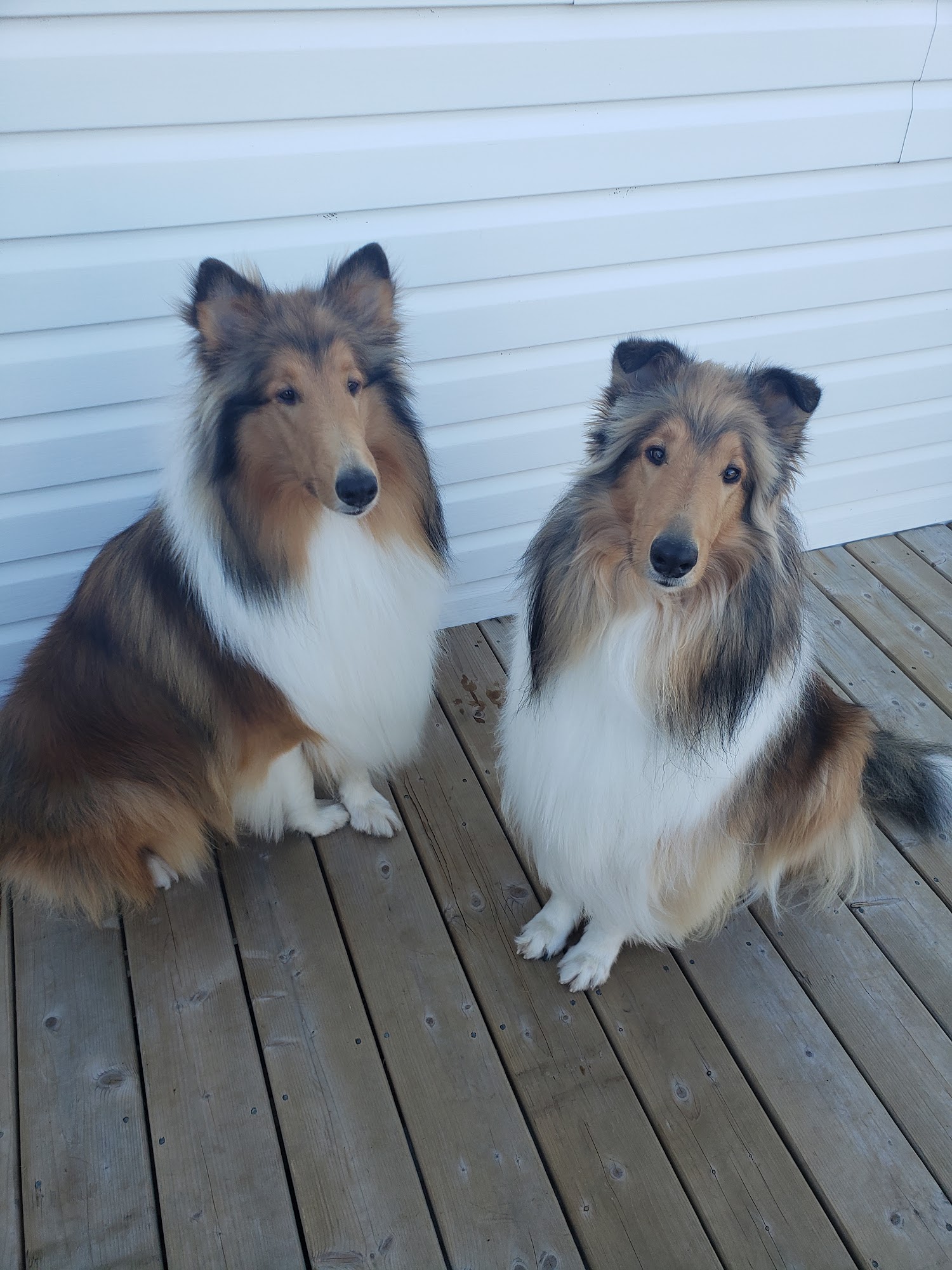 Cumberland County Animal Hospital Amherst