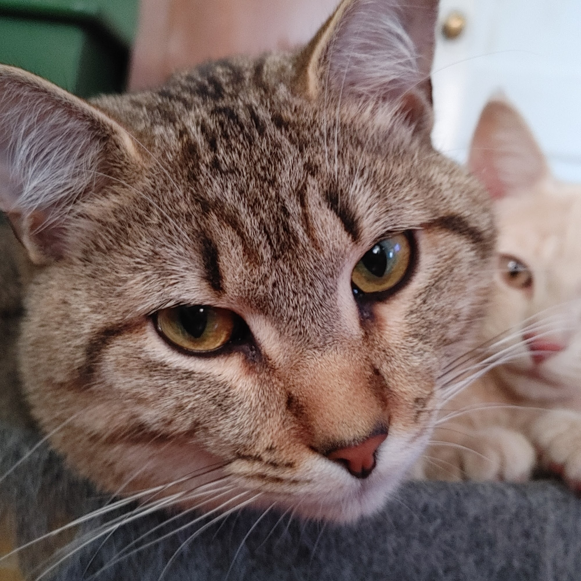 Port Royal Animal Hospital Annapolis Royal