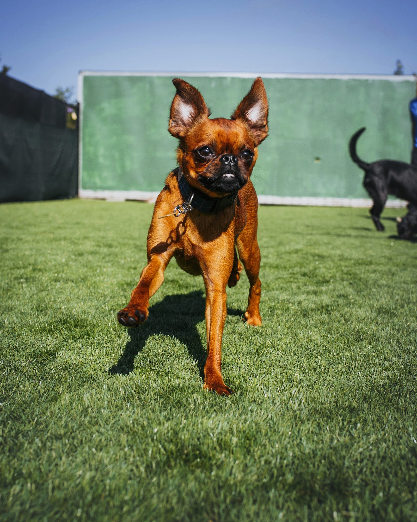 Paw Prints Doggy Daycare & Grooming Inc. Bedford