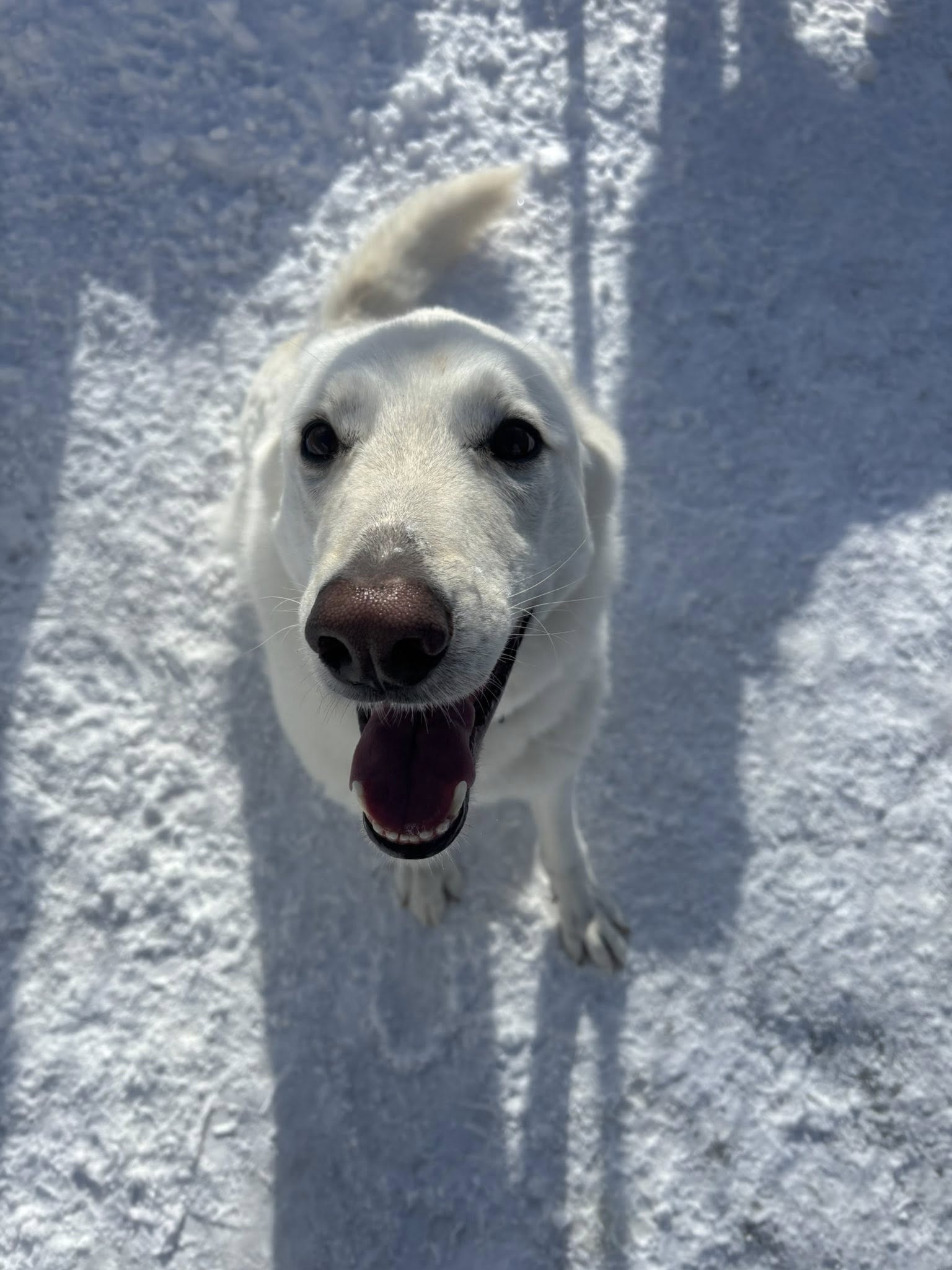 Paw Prints Doggy Daycare & Grooming Inc. Bedford