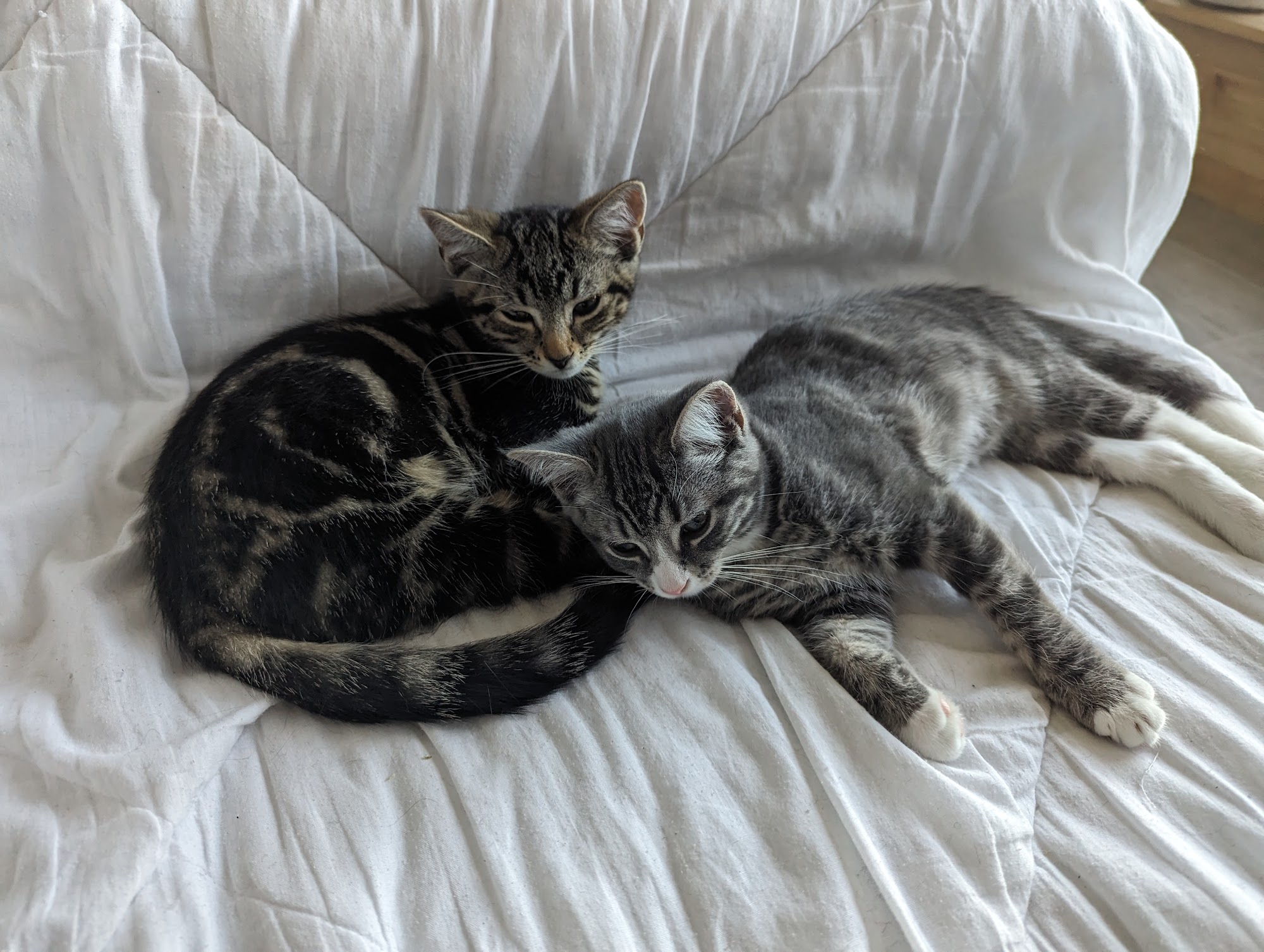 Bedford Parks Animal Hospital Bedford