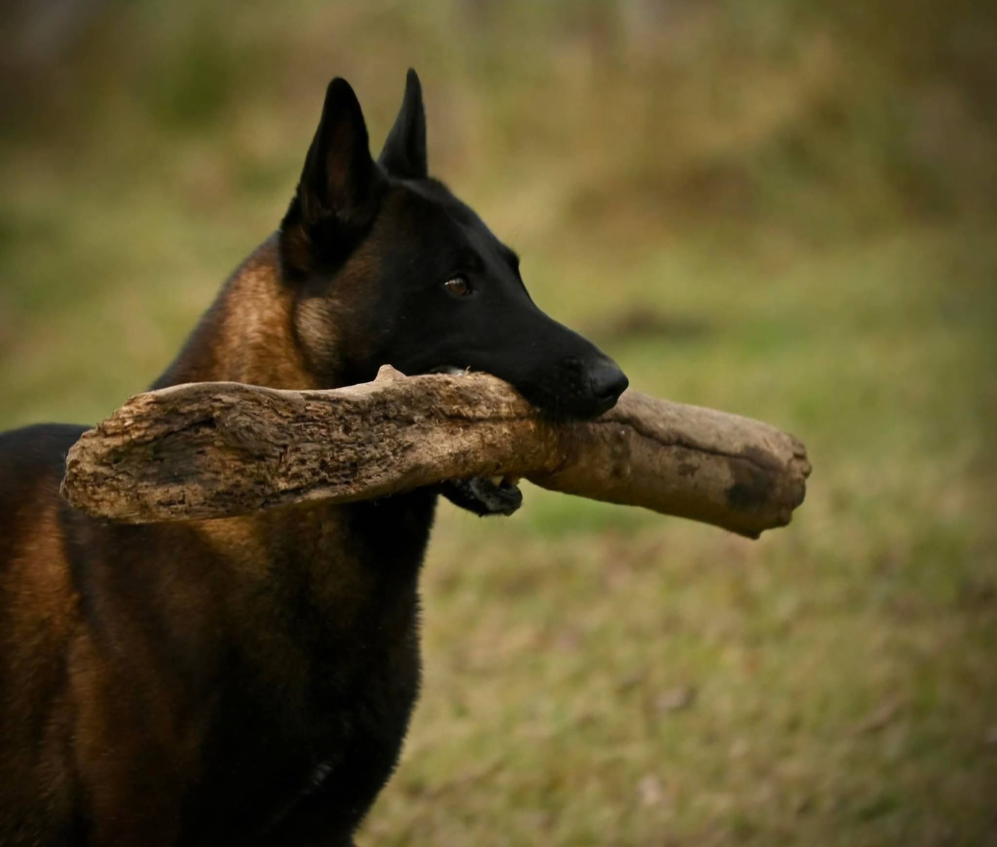 Vetcetera Animal Hospital Bedford