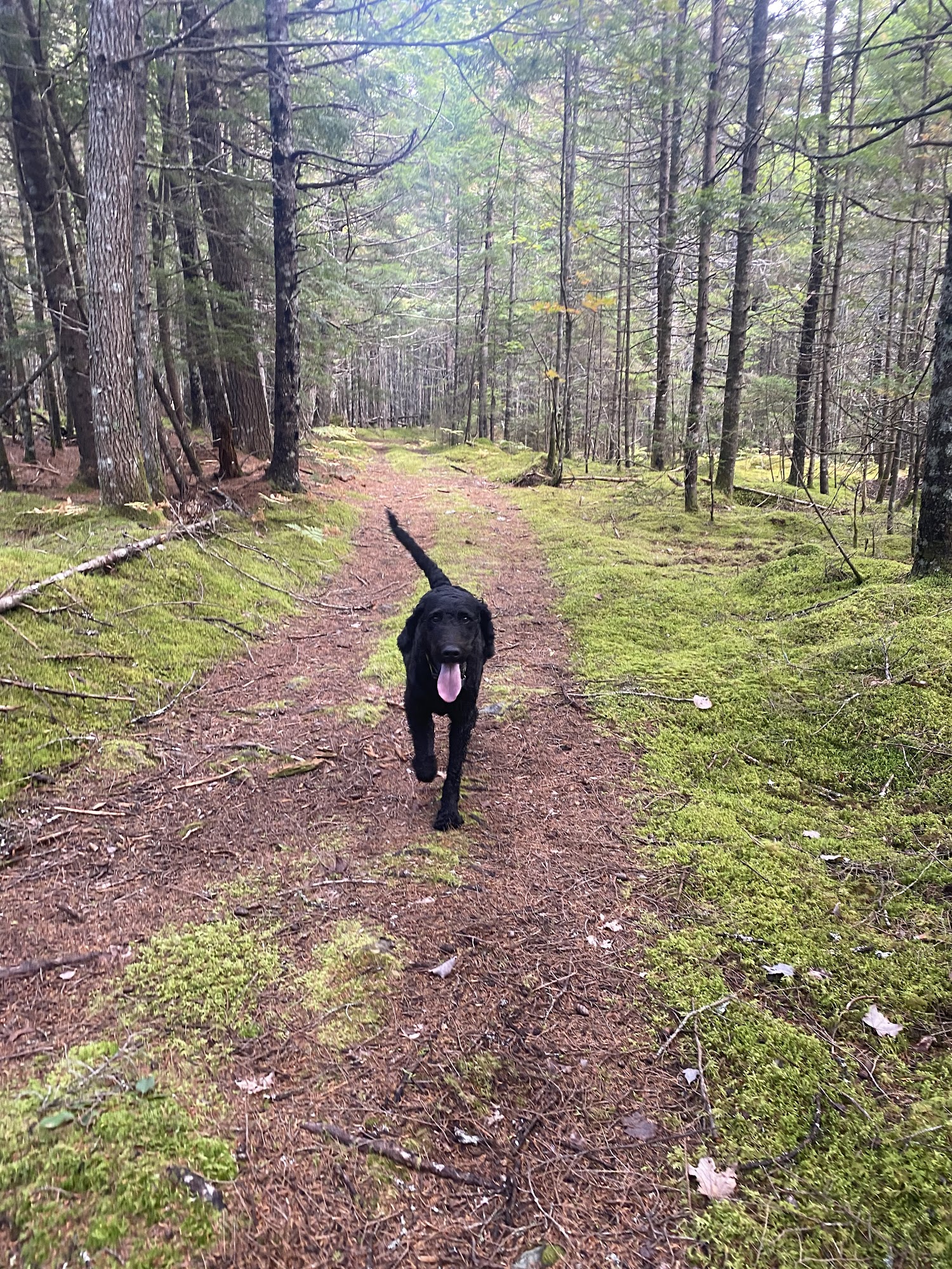 Vetcetera Animal Hospital Bedford