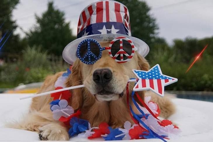 Hairy D'Tails Pet Salon Bedford