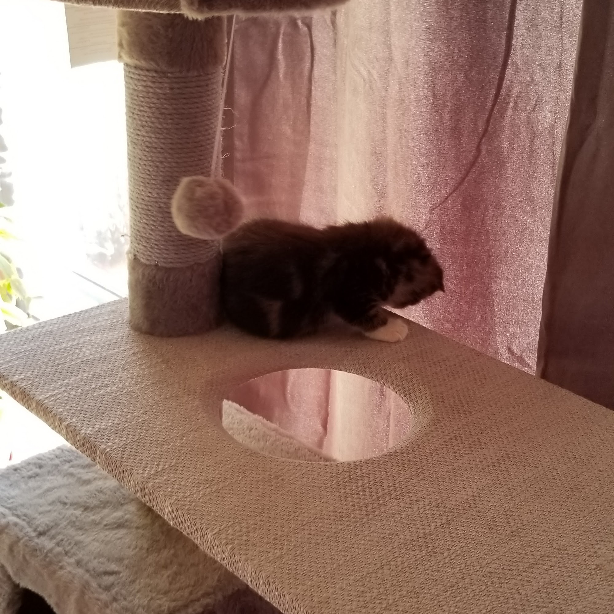 Pet Valu Bridgewater