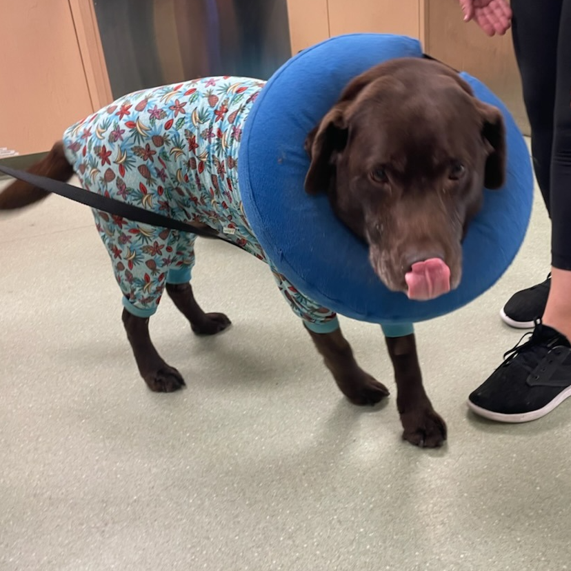 PetWorks Veterinary Hospital Dartmouth