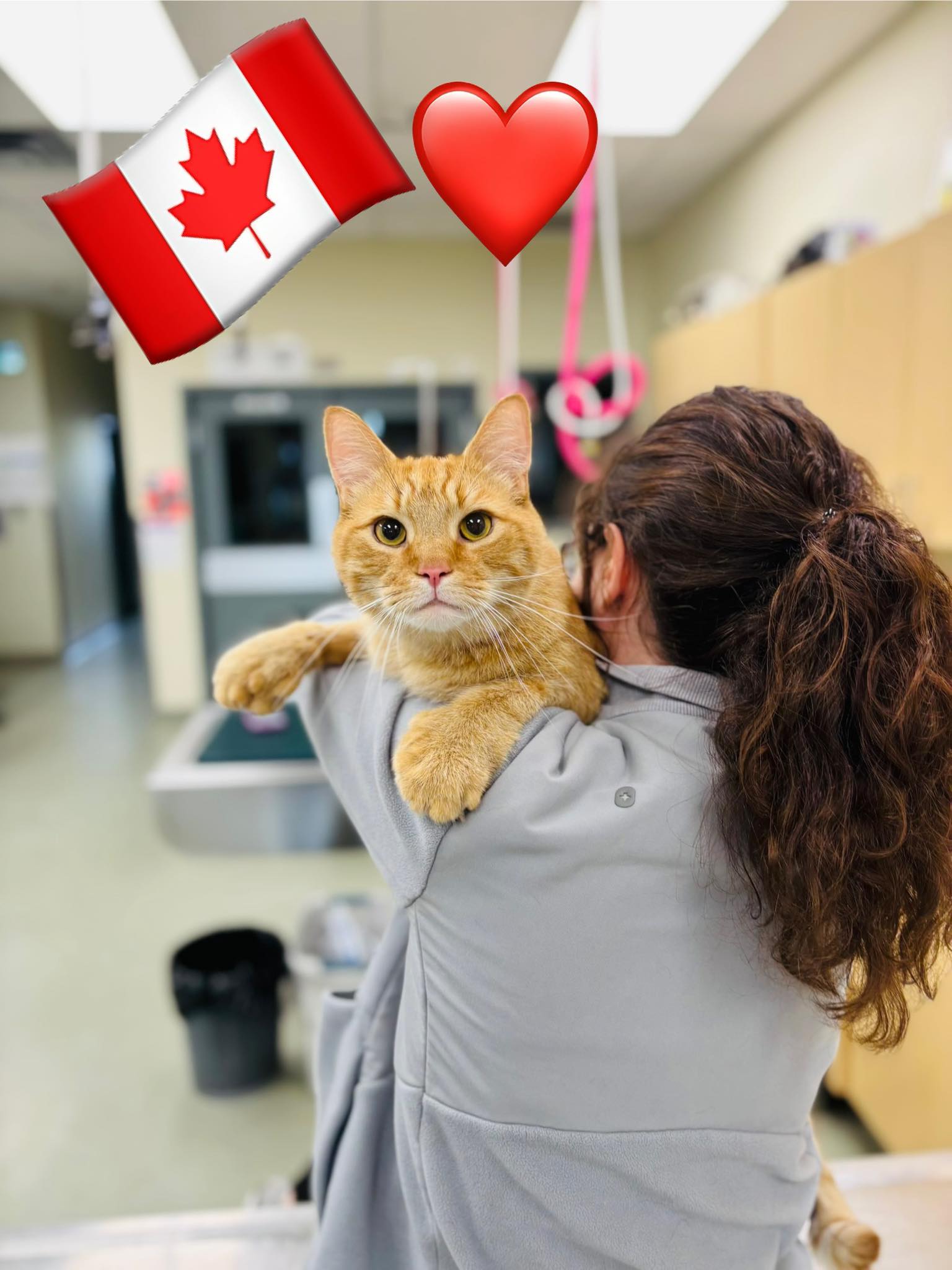 PetWorks Veterinary Hospital Dartmouth