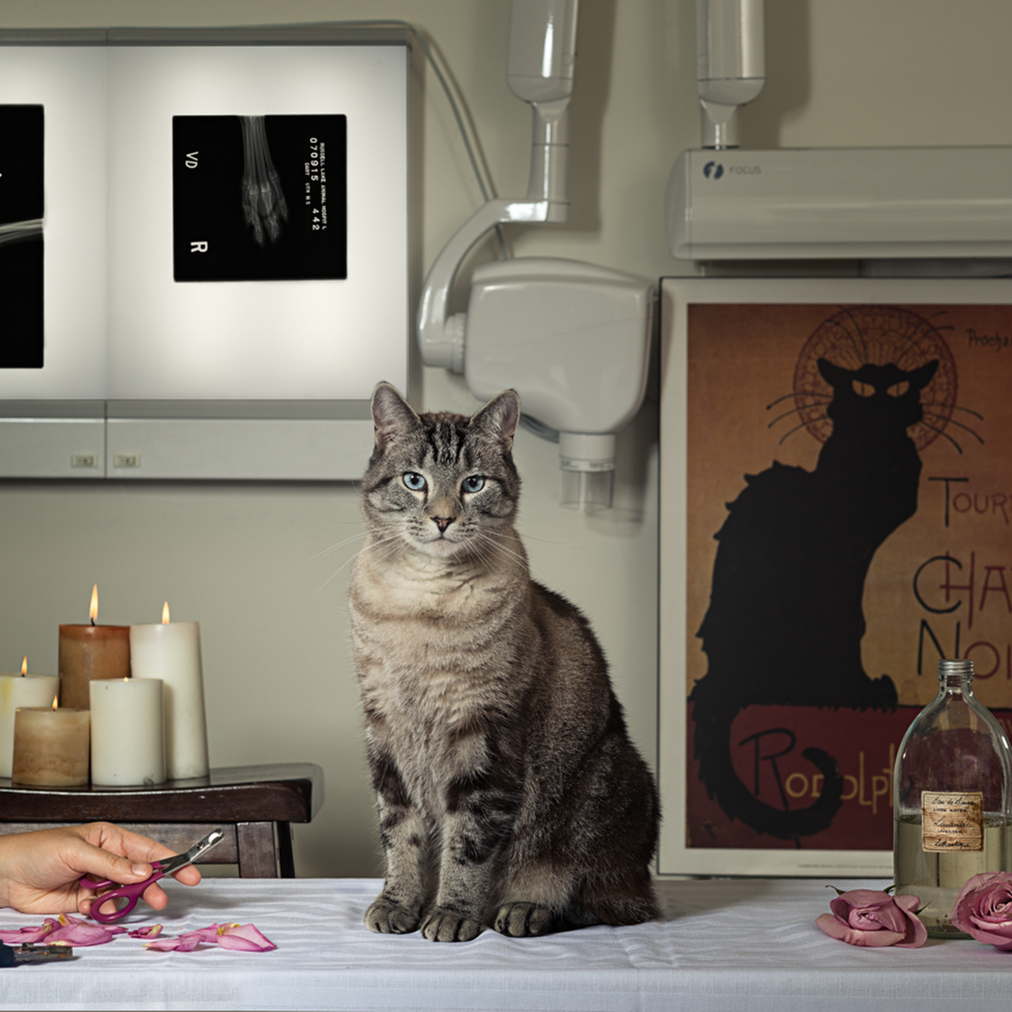 Russell Lake Animal Hospital Dartmouth