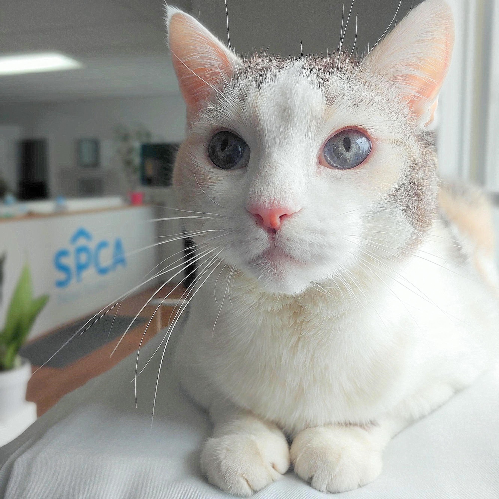 Dartmouth SPCA Dartmouth