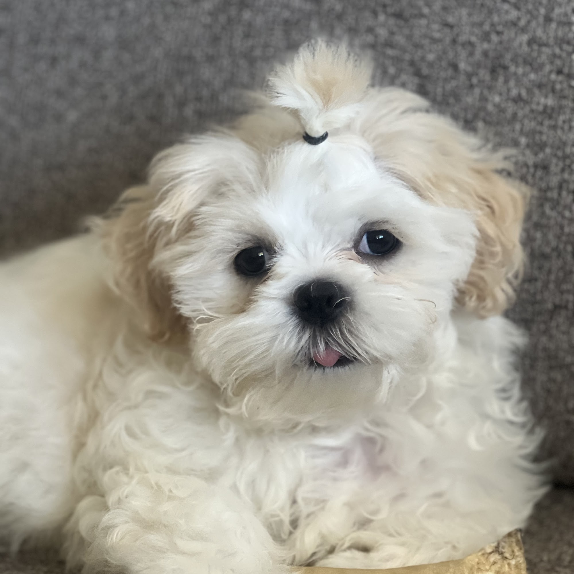 Dartmouth Veterinary Hospital Dartmouth