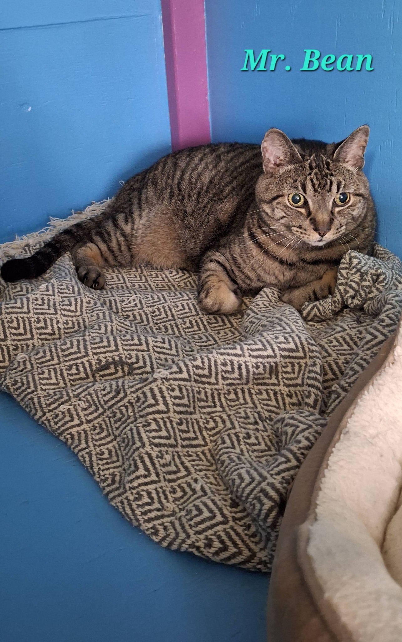 Halifax Kitty Hotel Dartmouth