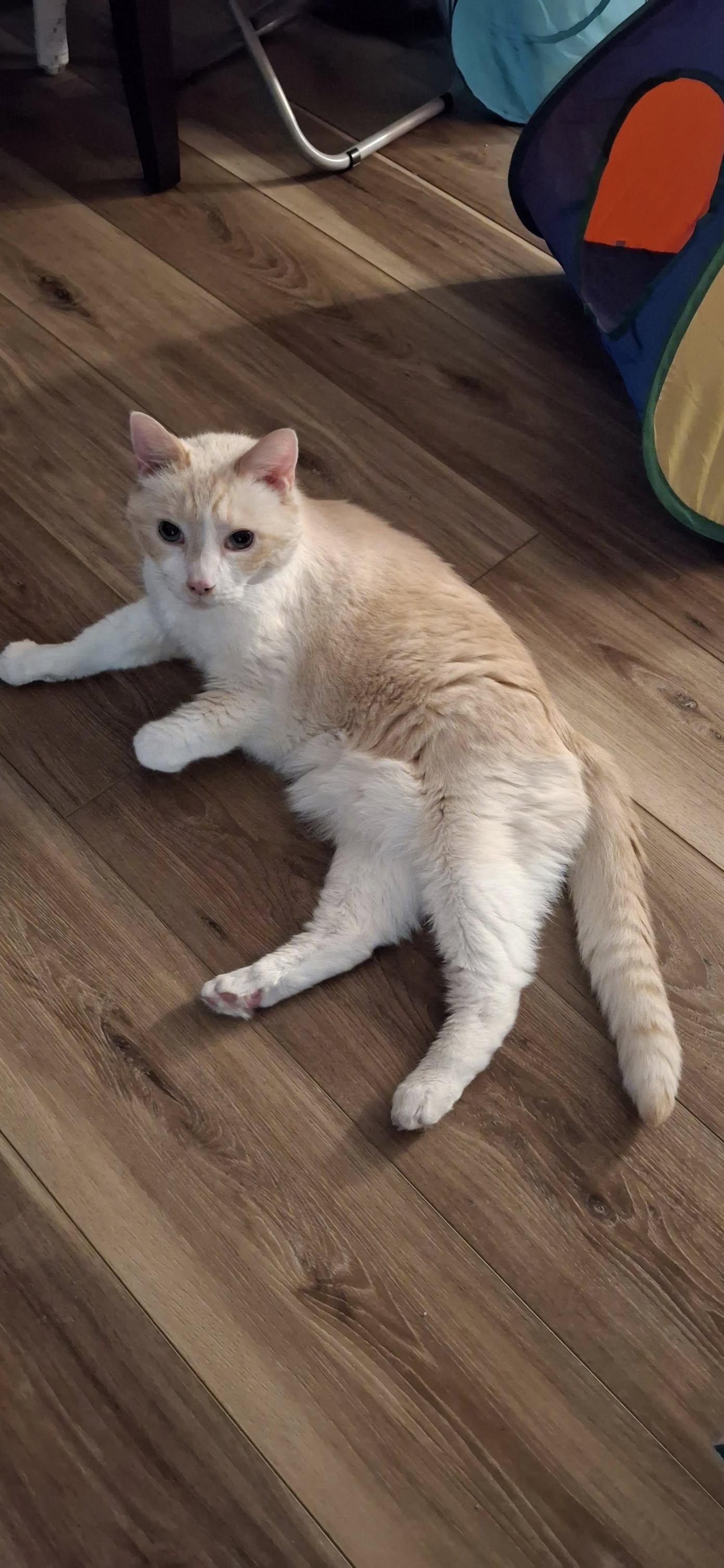 Halifax Kitty Hotel Dartmouth