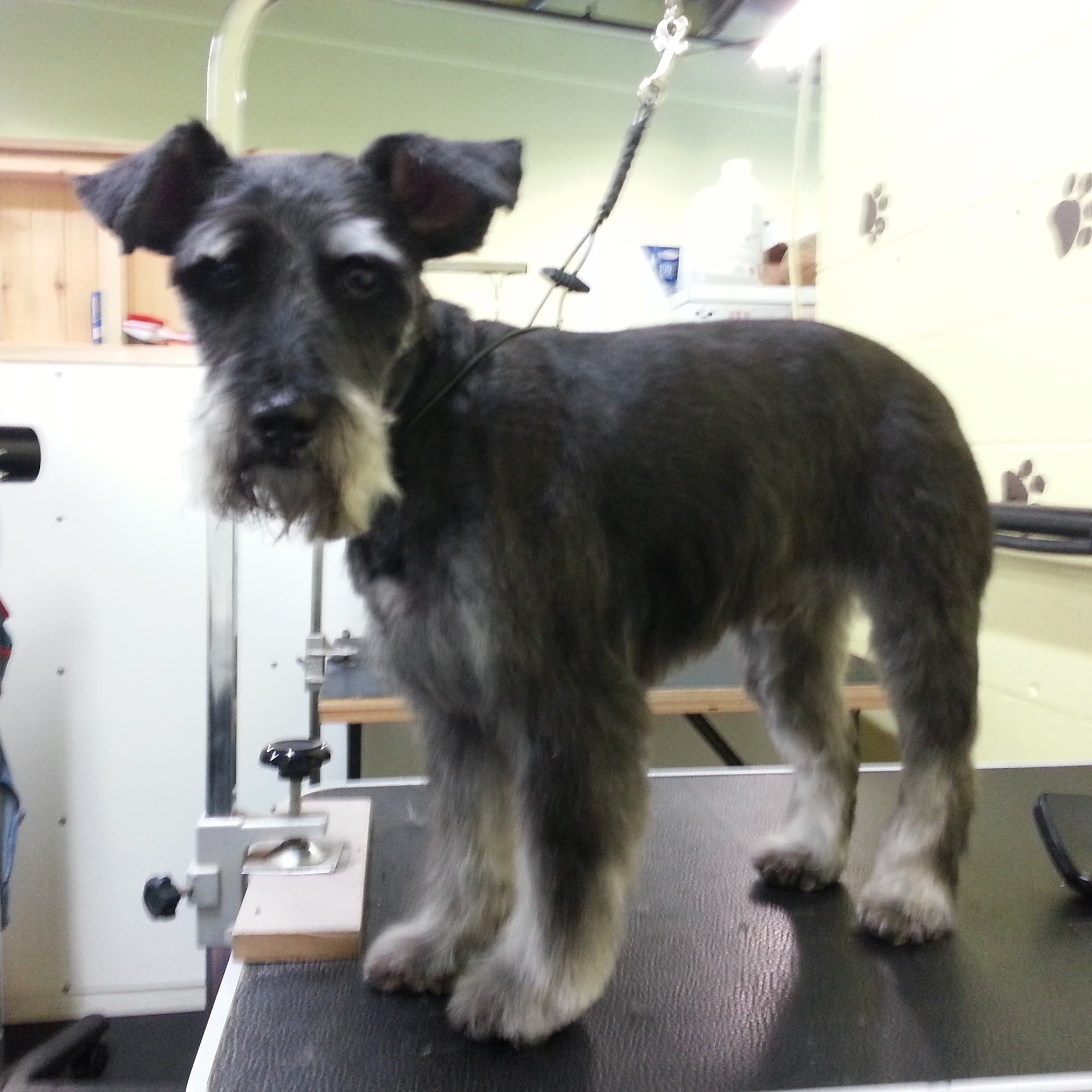 The Paw Spa Dog Grooming Salon