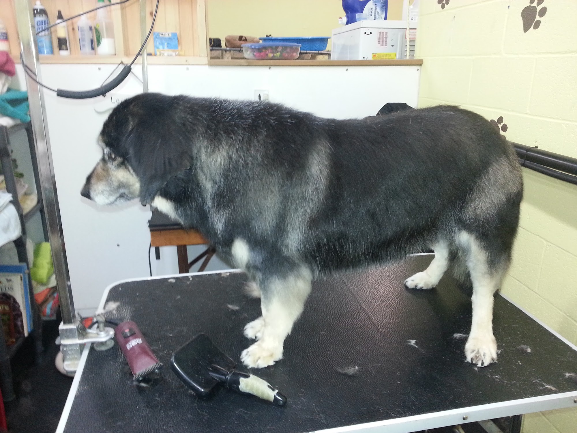 The Paw Spa Dog Grooming Salon