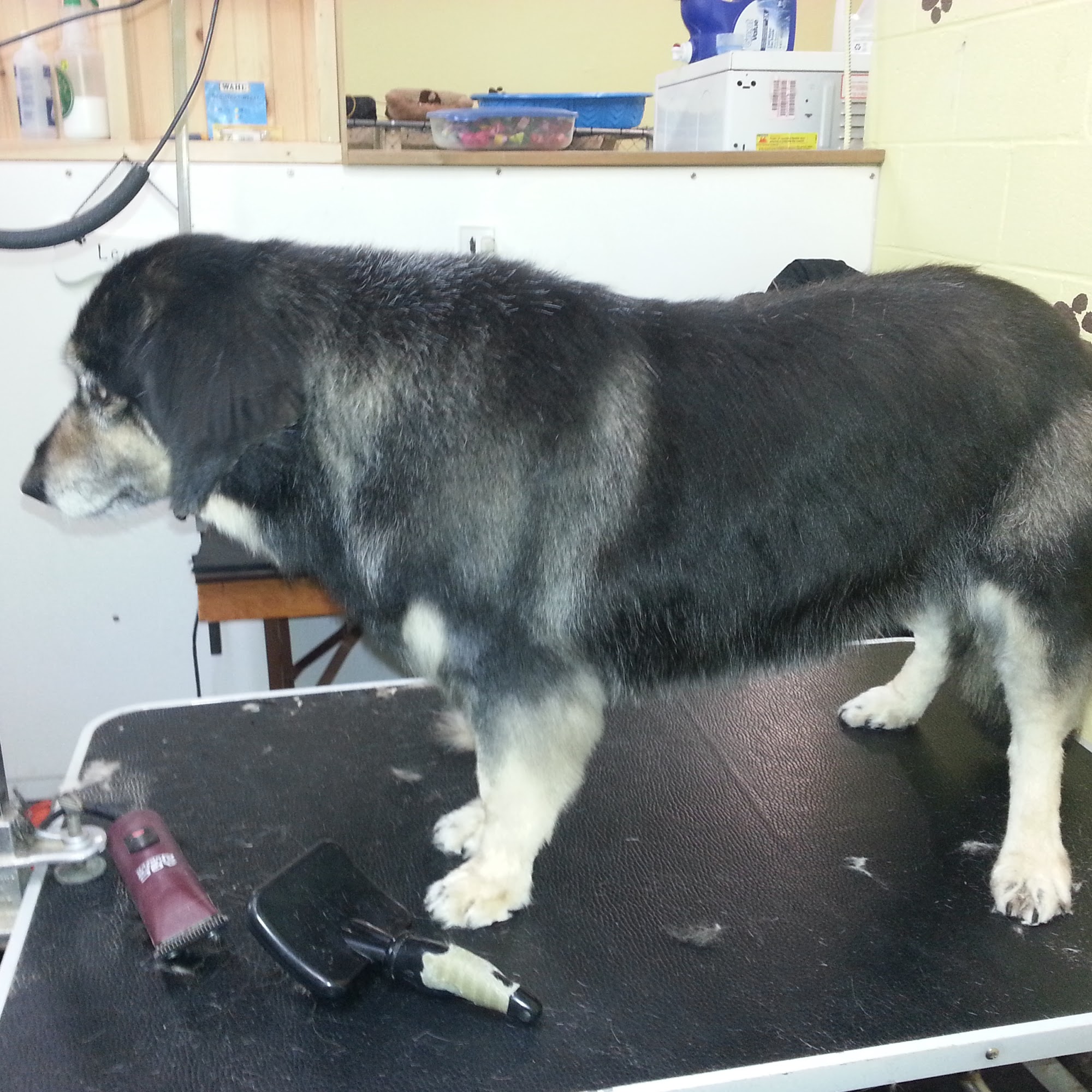 The Paw Spa Dog Grooming Salon Dartmouth