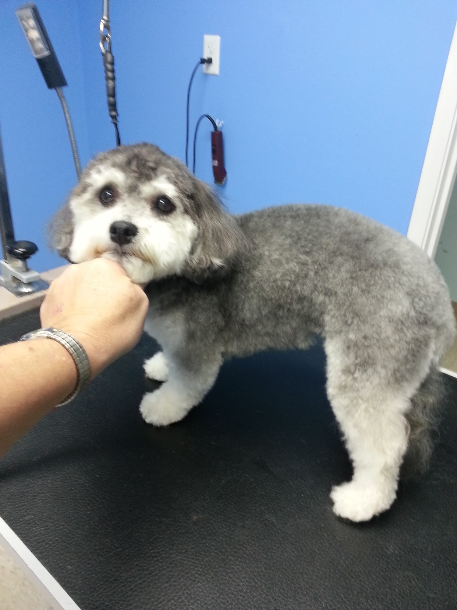 The Paw Spa Dog Grooming Salon