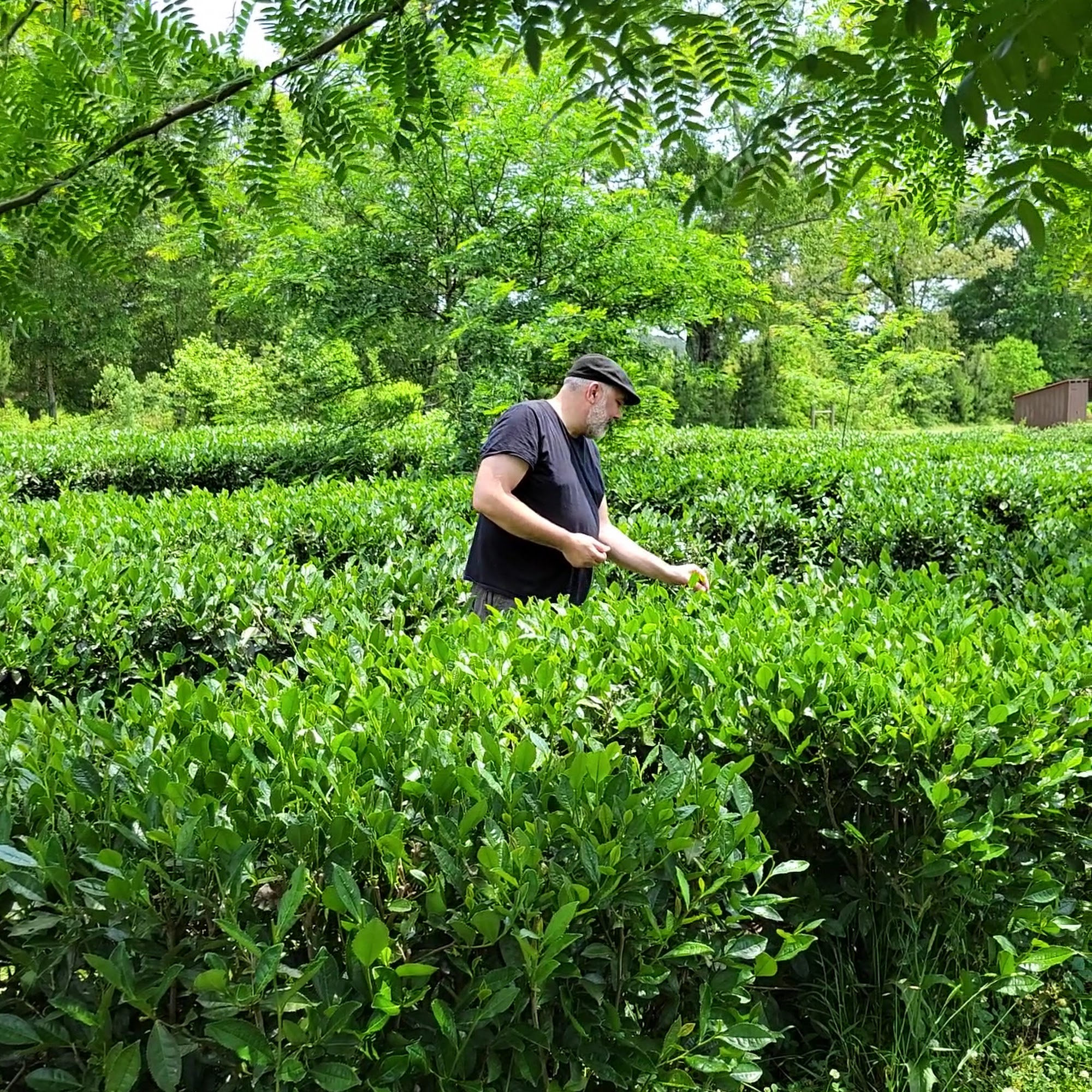 World Tea House Halifax