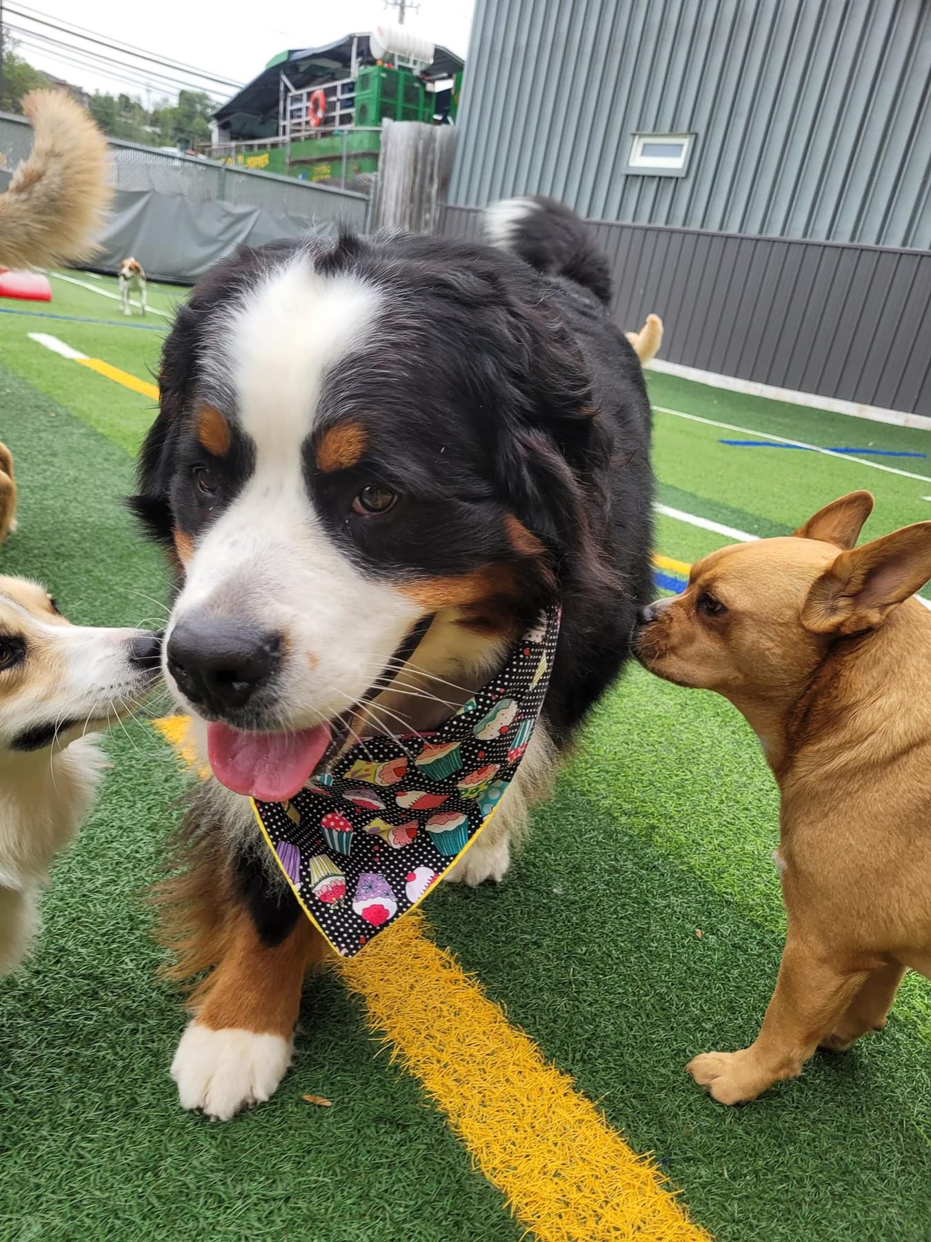 Jollytails Intercolonial Halifax