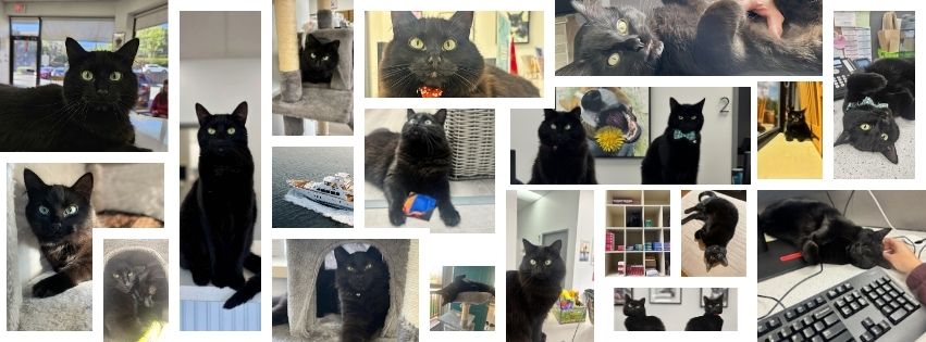 Carnegy Animal Hospital Halifax