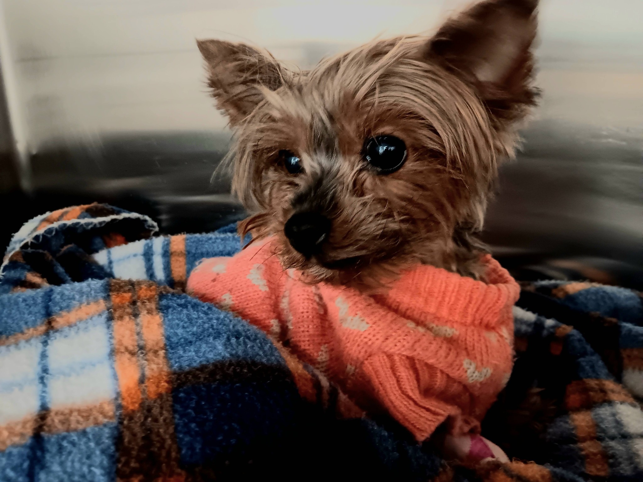 Fairview Animal Hospital Halifax