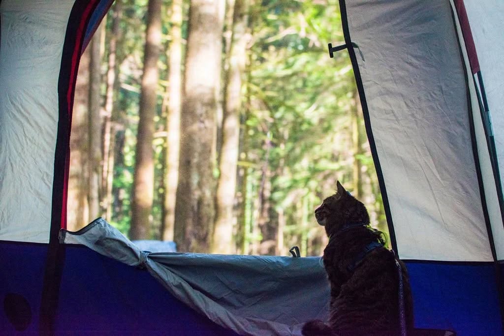 Atlantic Cat Hospital Halifax
