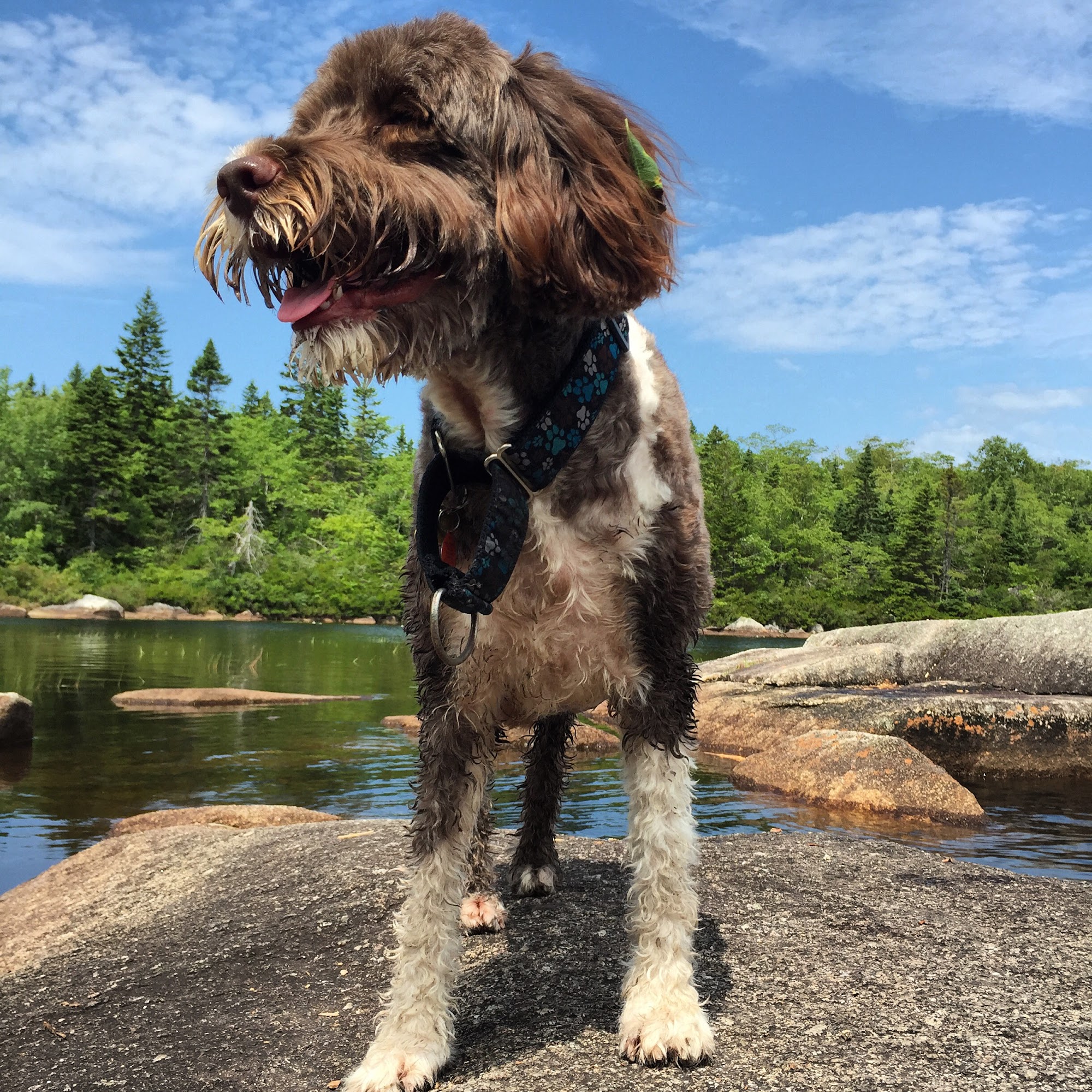 Sirius Dog Walking Halifax