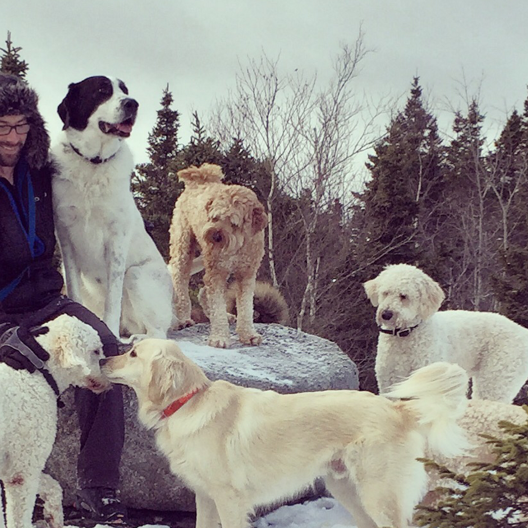 Sirius Dog Walking Halifax