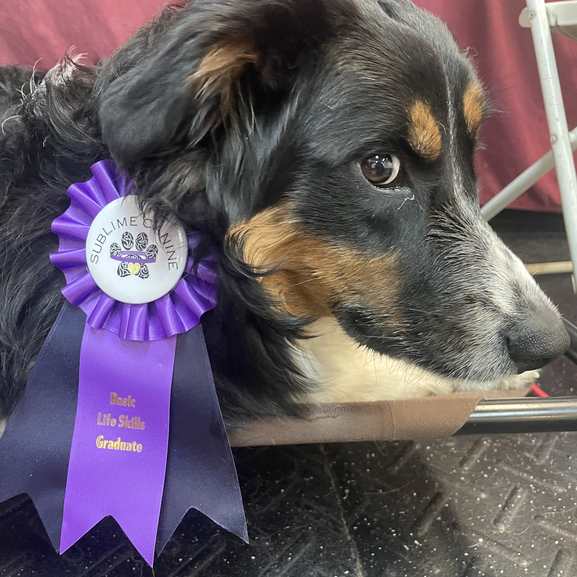 Happy Hounds Doggy Daycare Halifax
