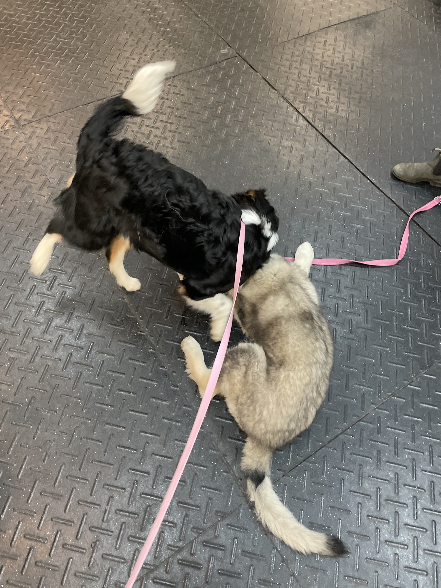 Happy Hounds Doggy Daycare Halifax