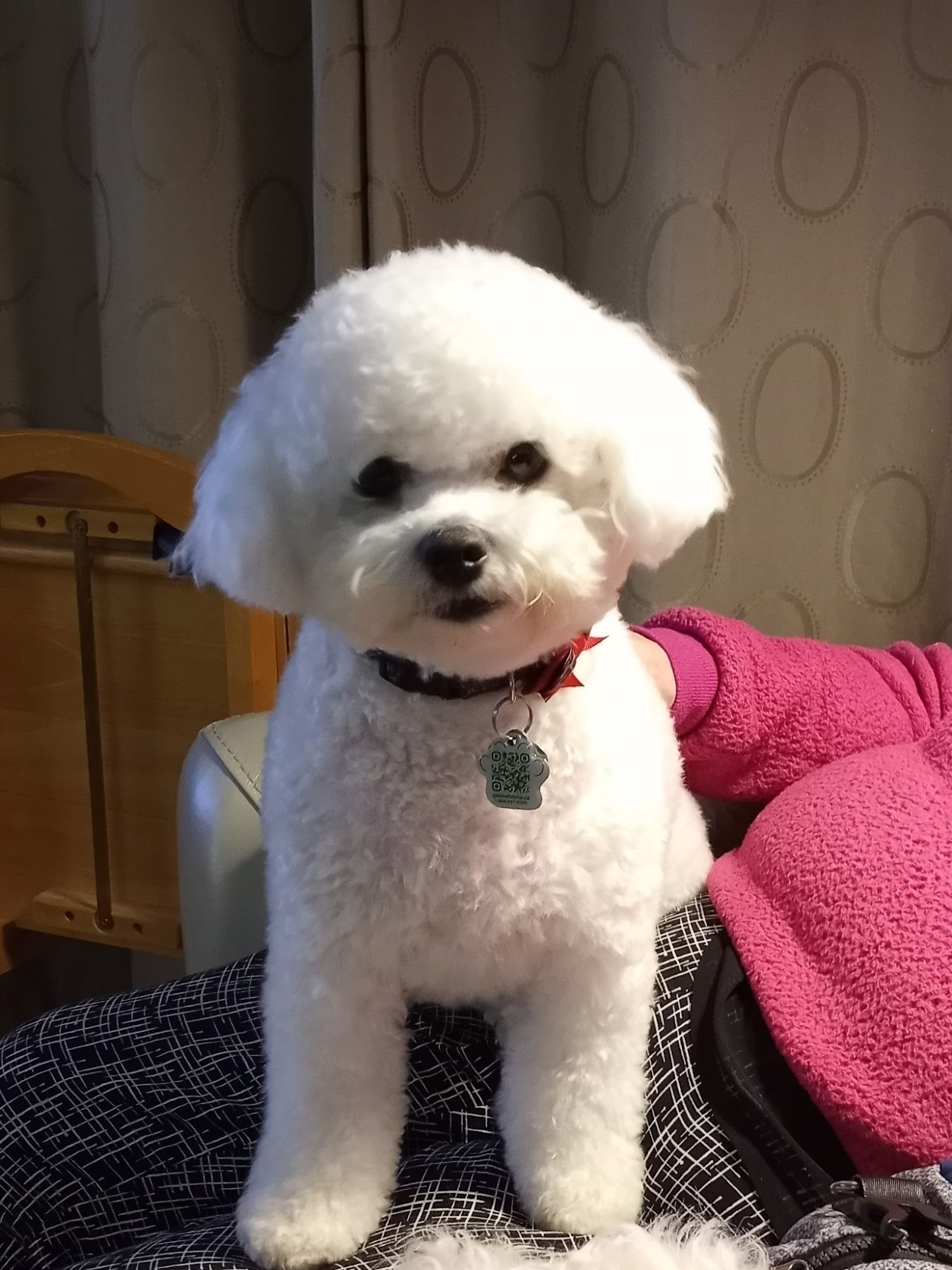 Kibbles n Clips Lower Sackville