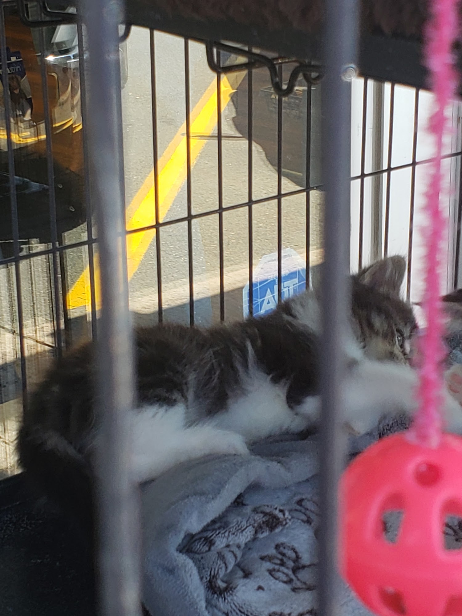 Pet Valu New Glasgow