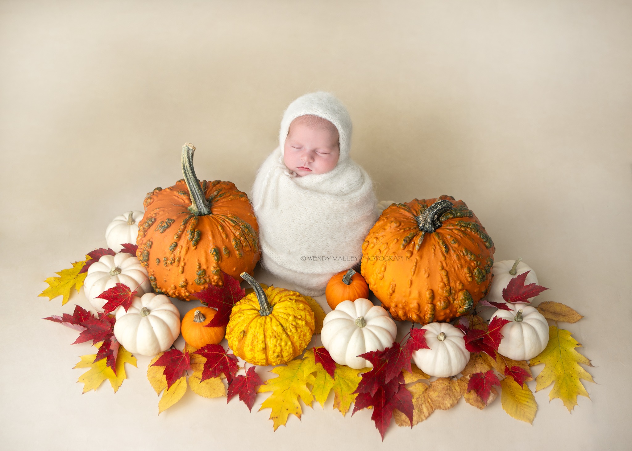 Wendy McElmon Photography