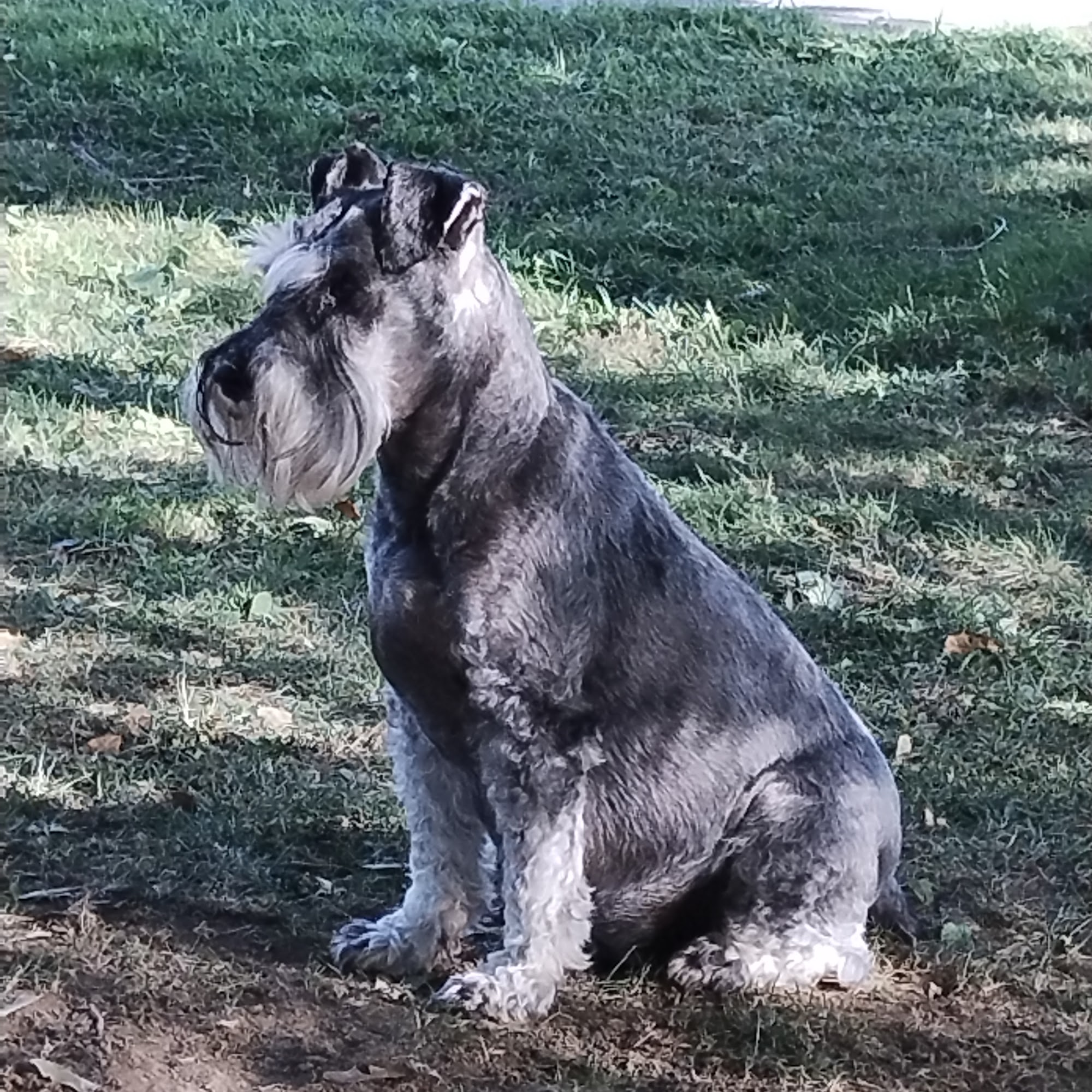 Westmount Dog Grooming