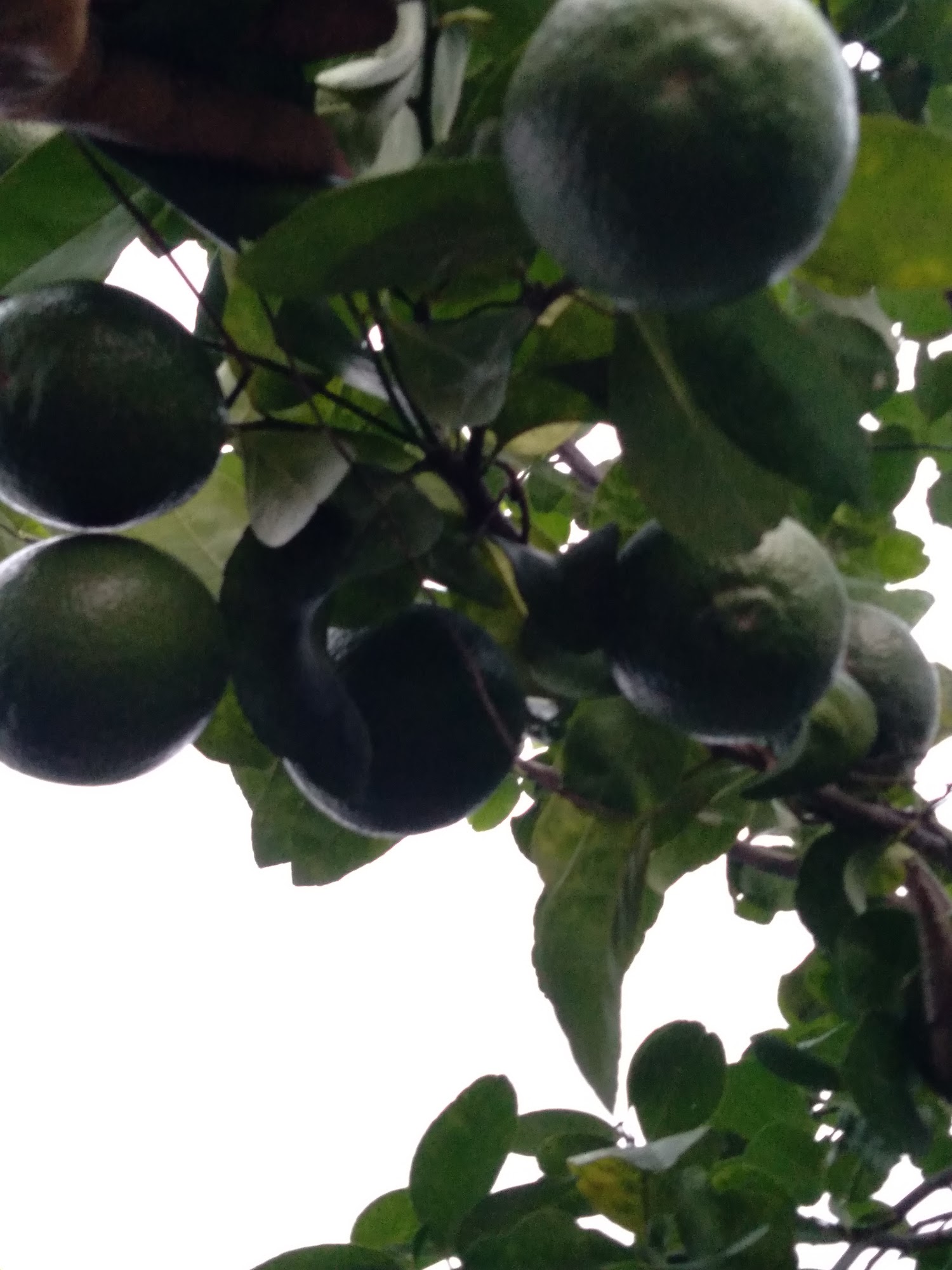 Clarence Farm Services Ltd (Retail Store) Truro