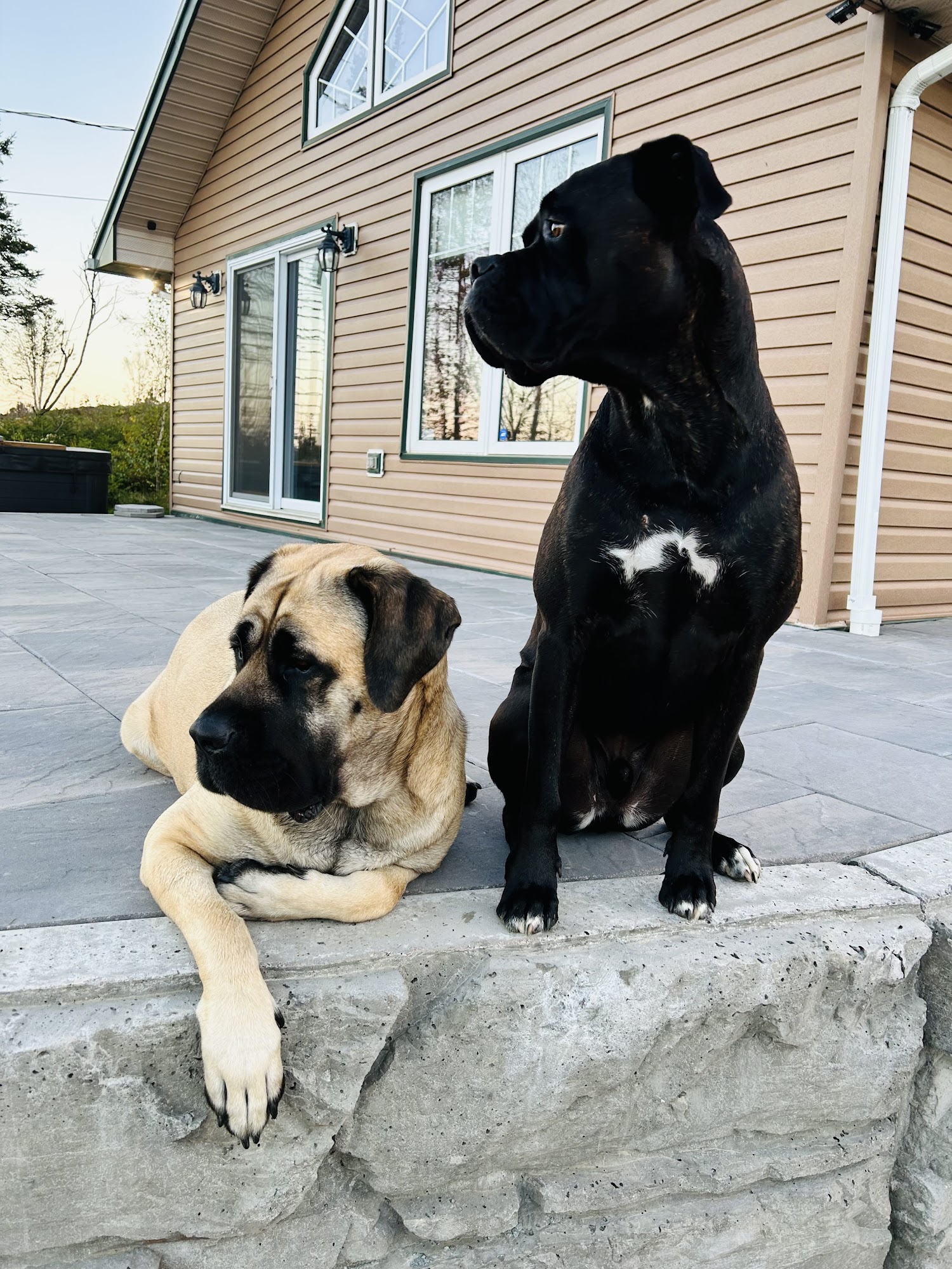 Stay N Play Canine Centre Limited Truro